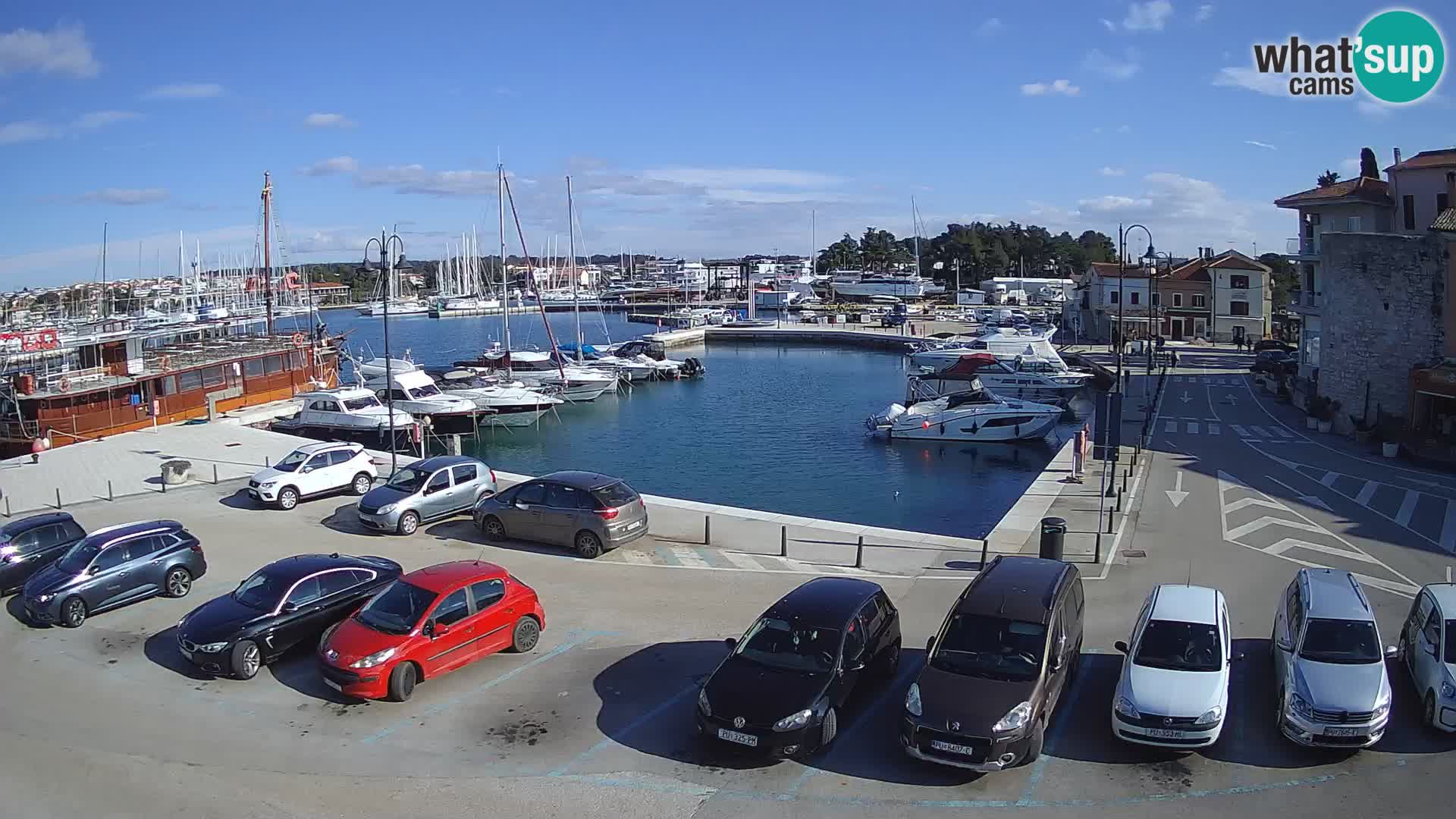 Novigrad | Porporela marina