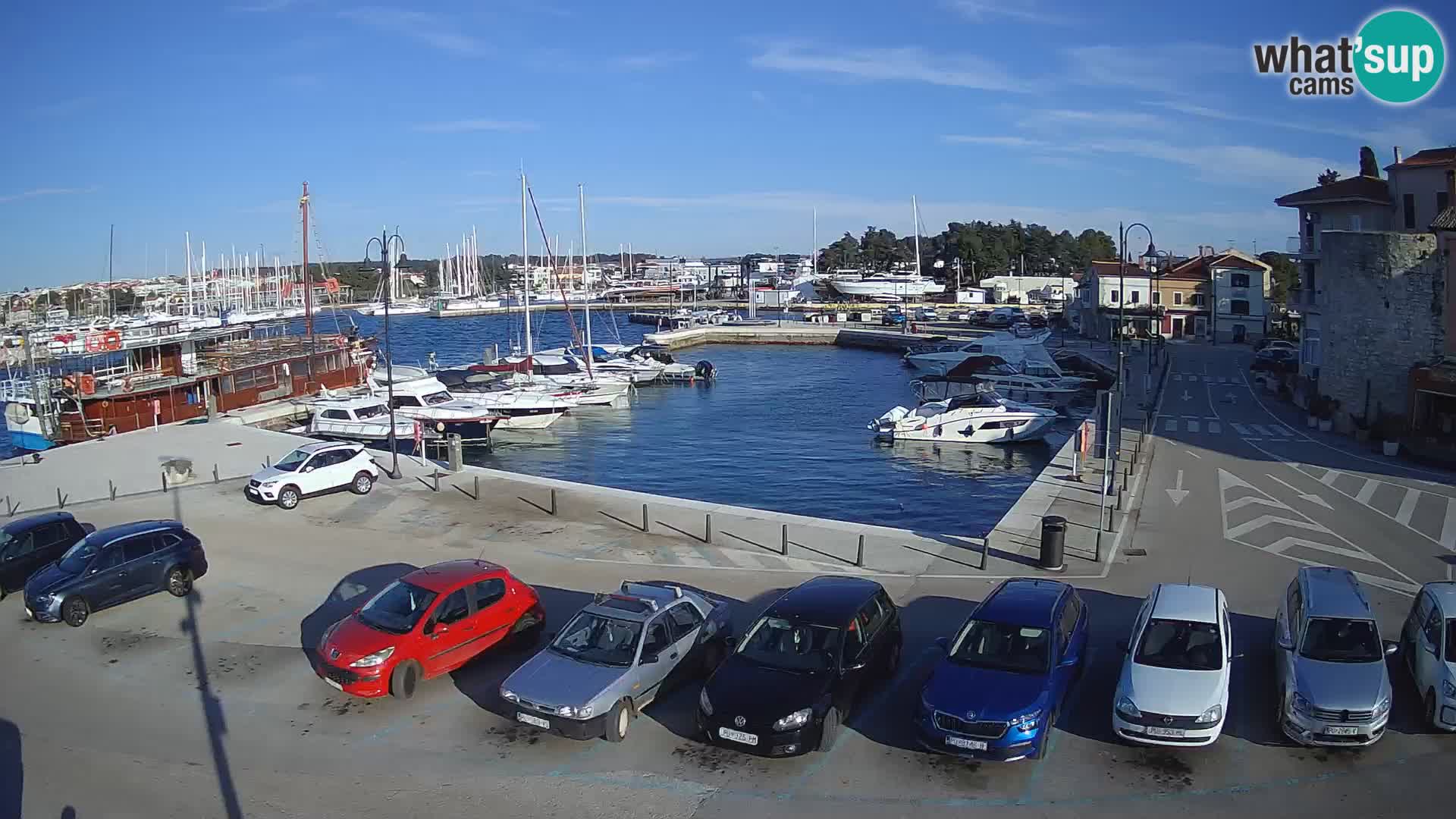 Novigrad | Porporela marina