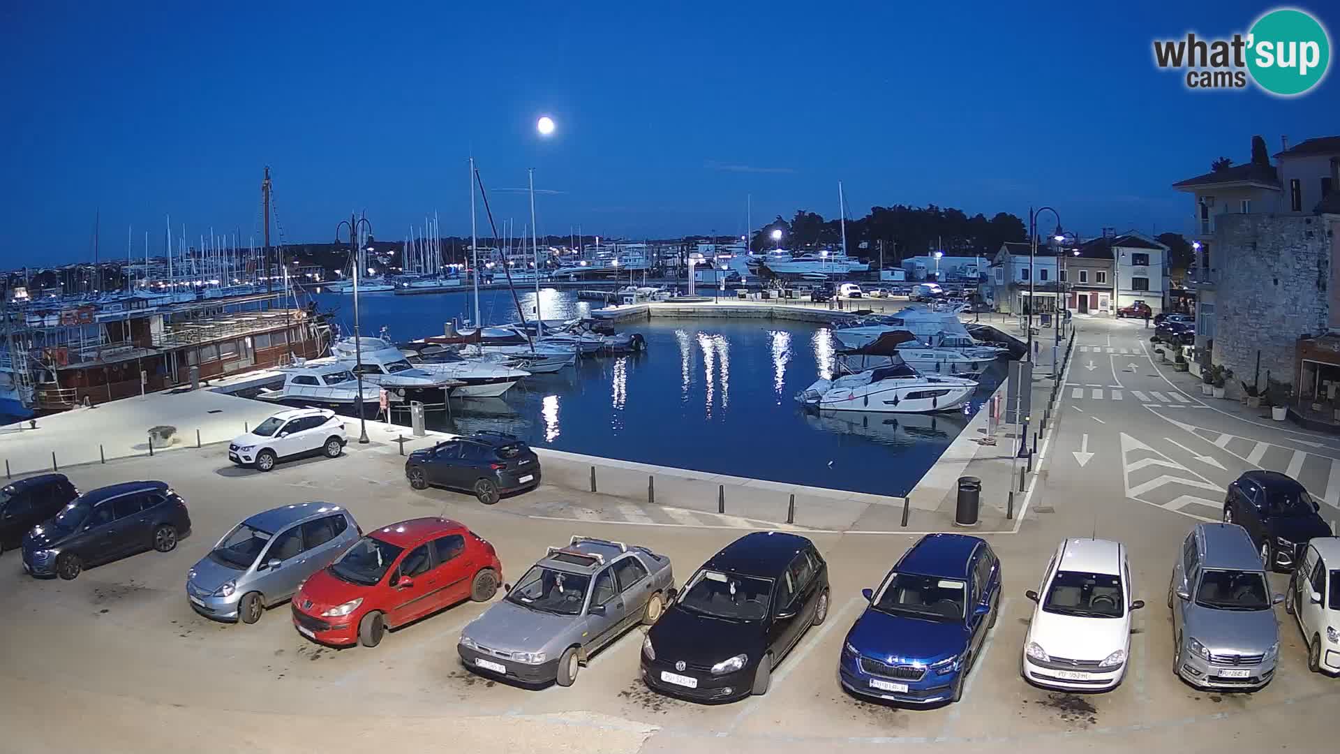 Novigrad | Porporela marina