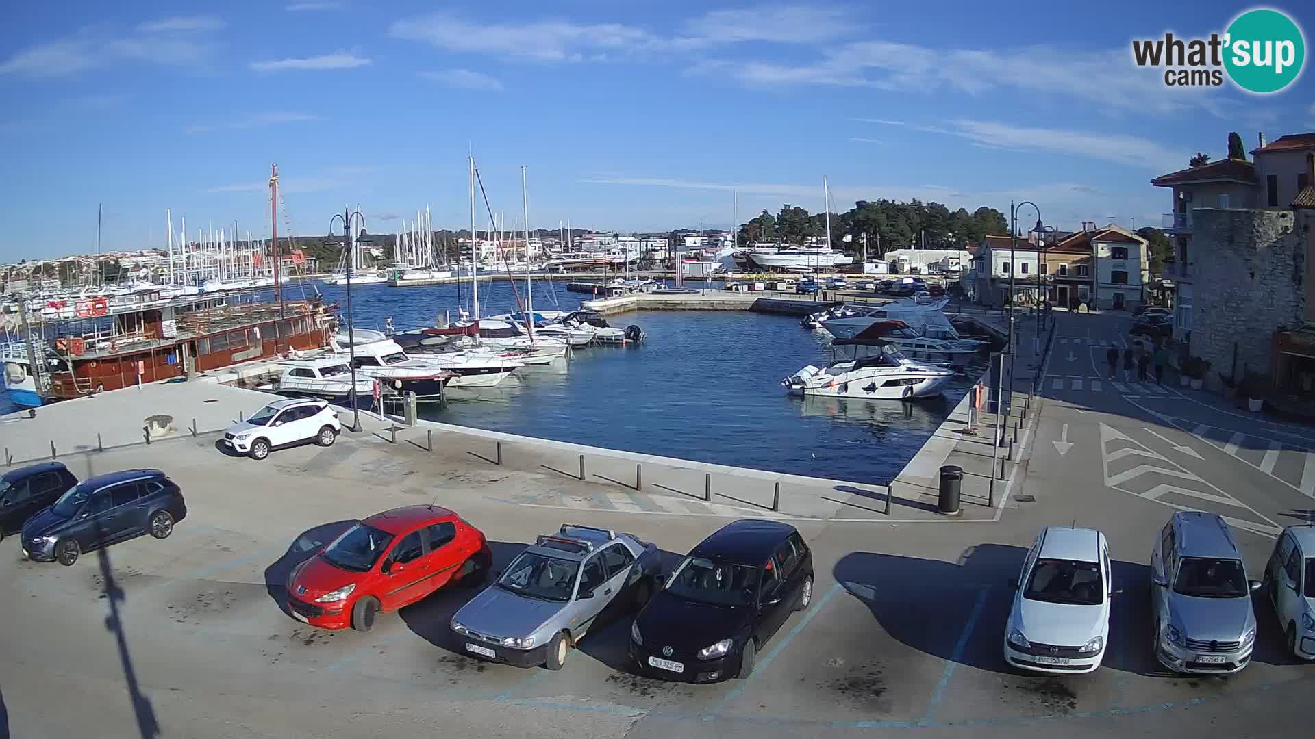 Novigrad | Porporela marina