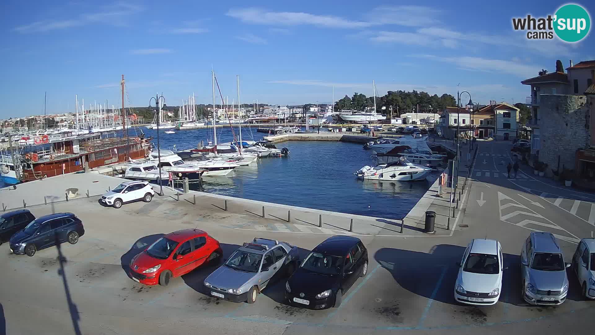 Novigrad | Porporela marina