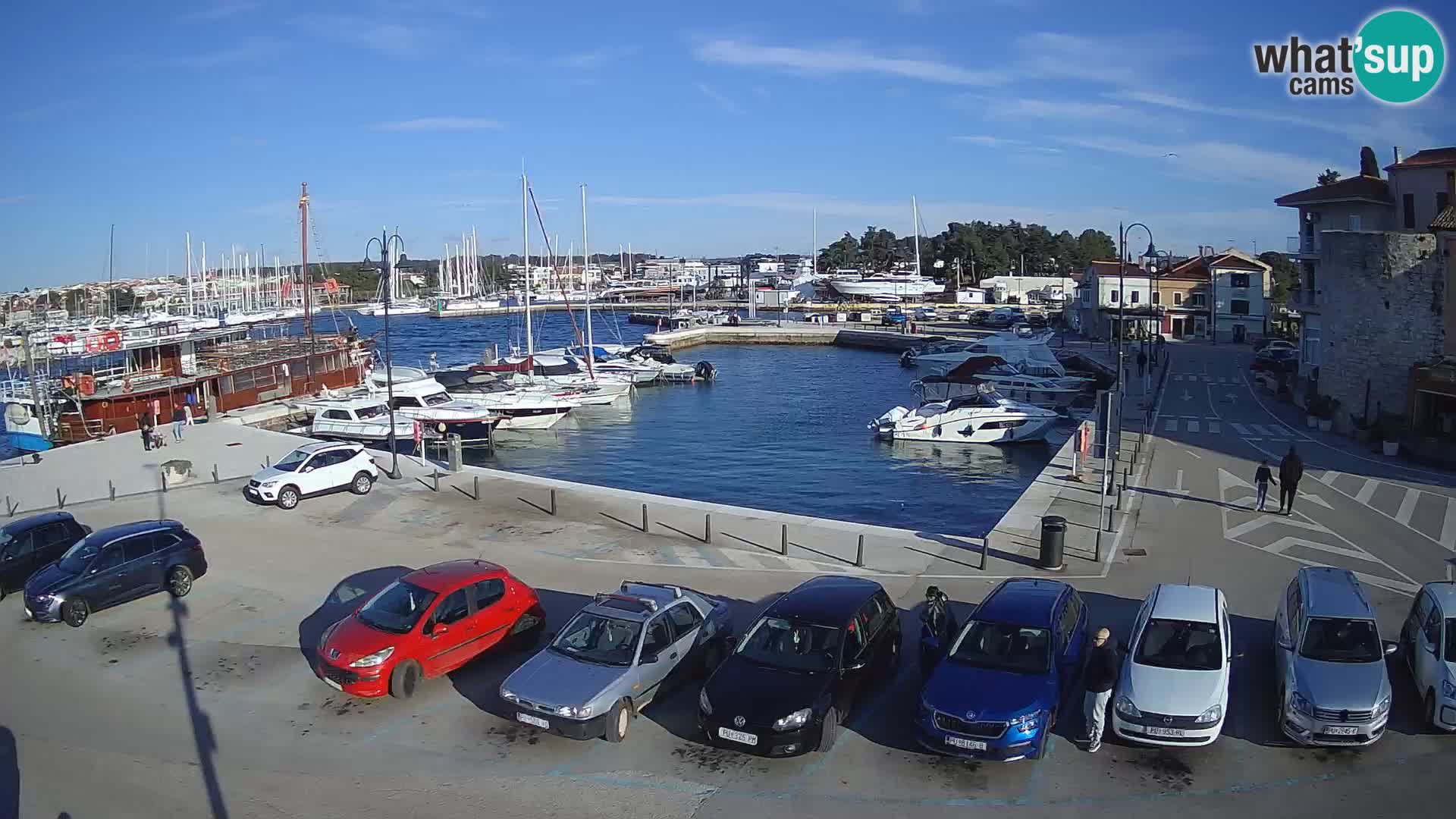 Novigrad | Porporela marina