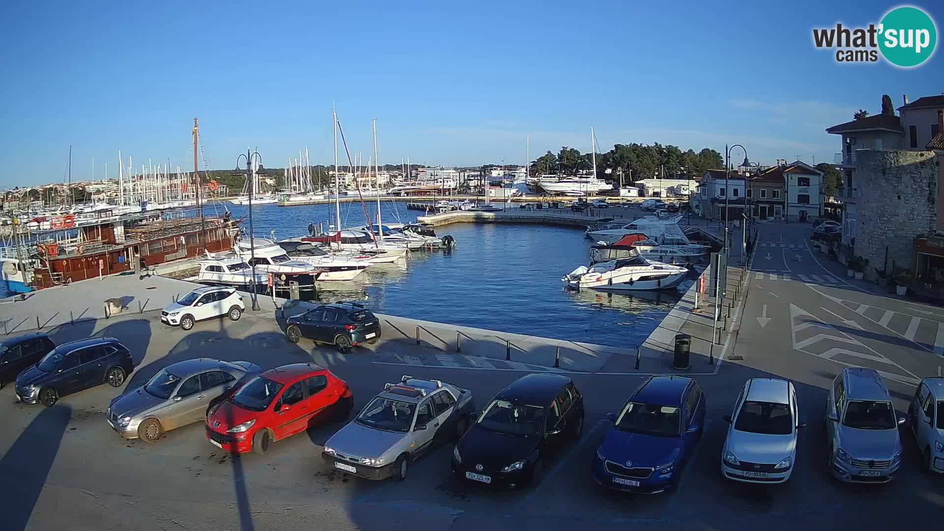 Novigrad | Porporela marina