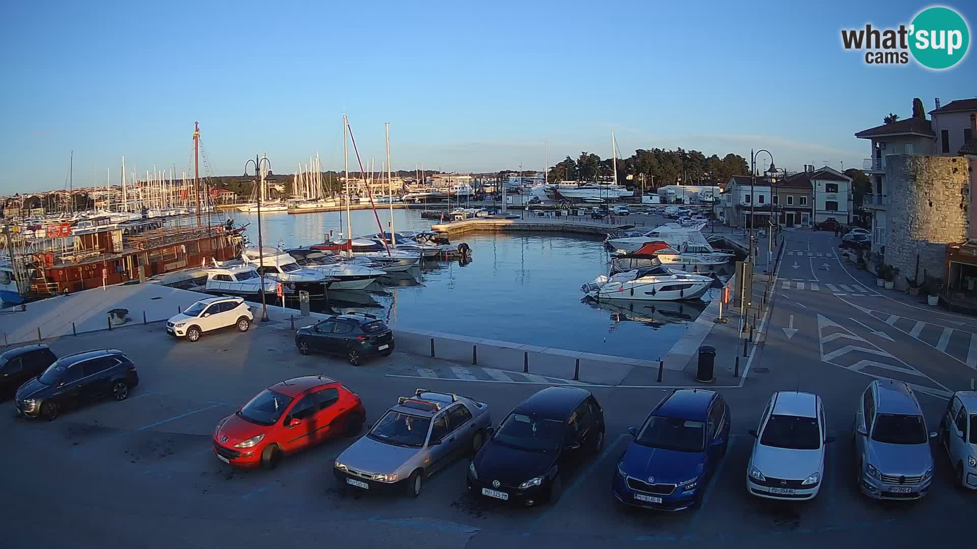 Novigrad | Porporela marina