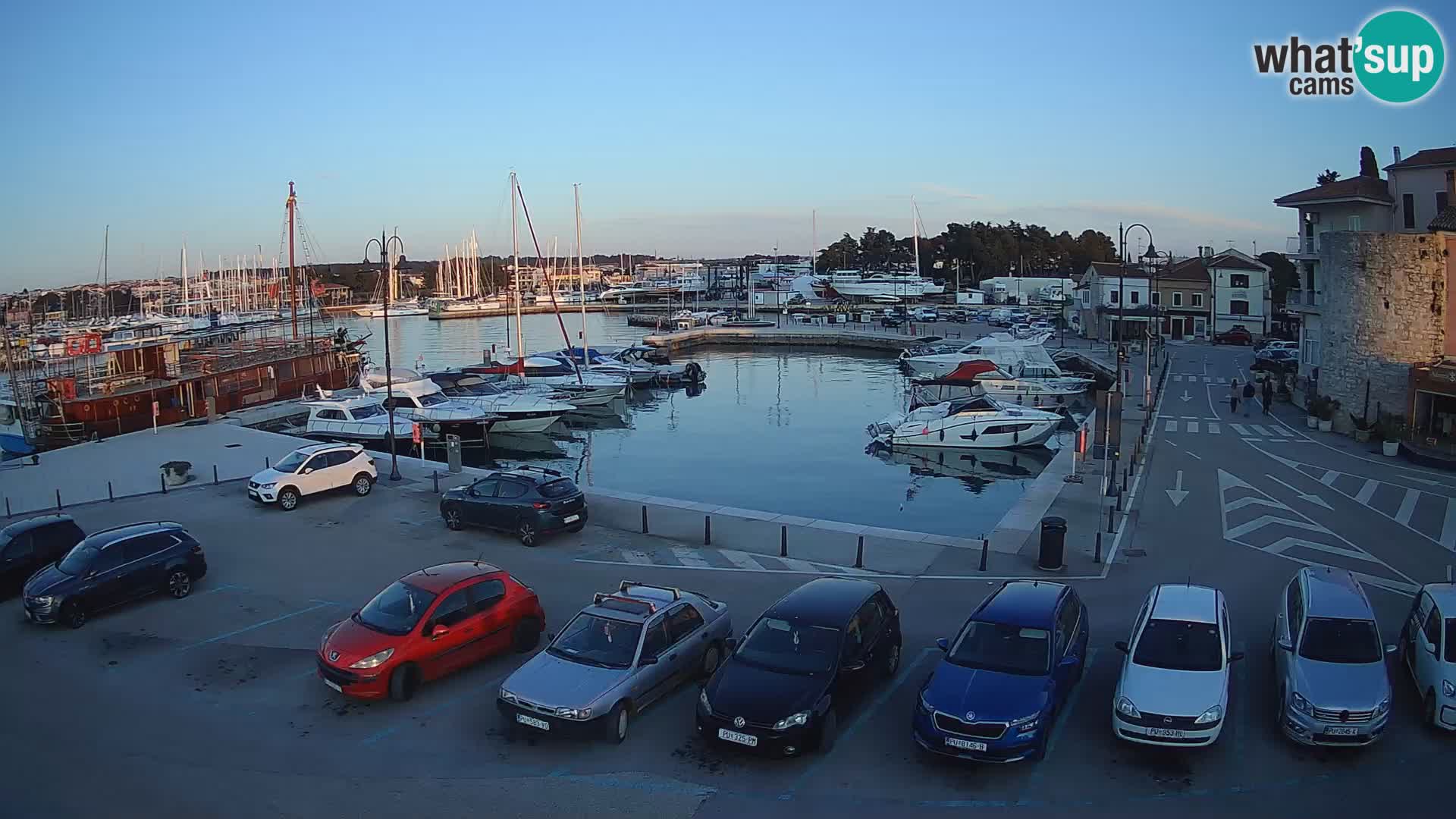 Novigrad | Porporela marina