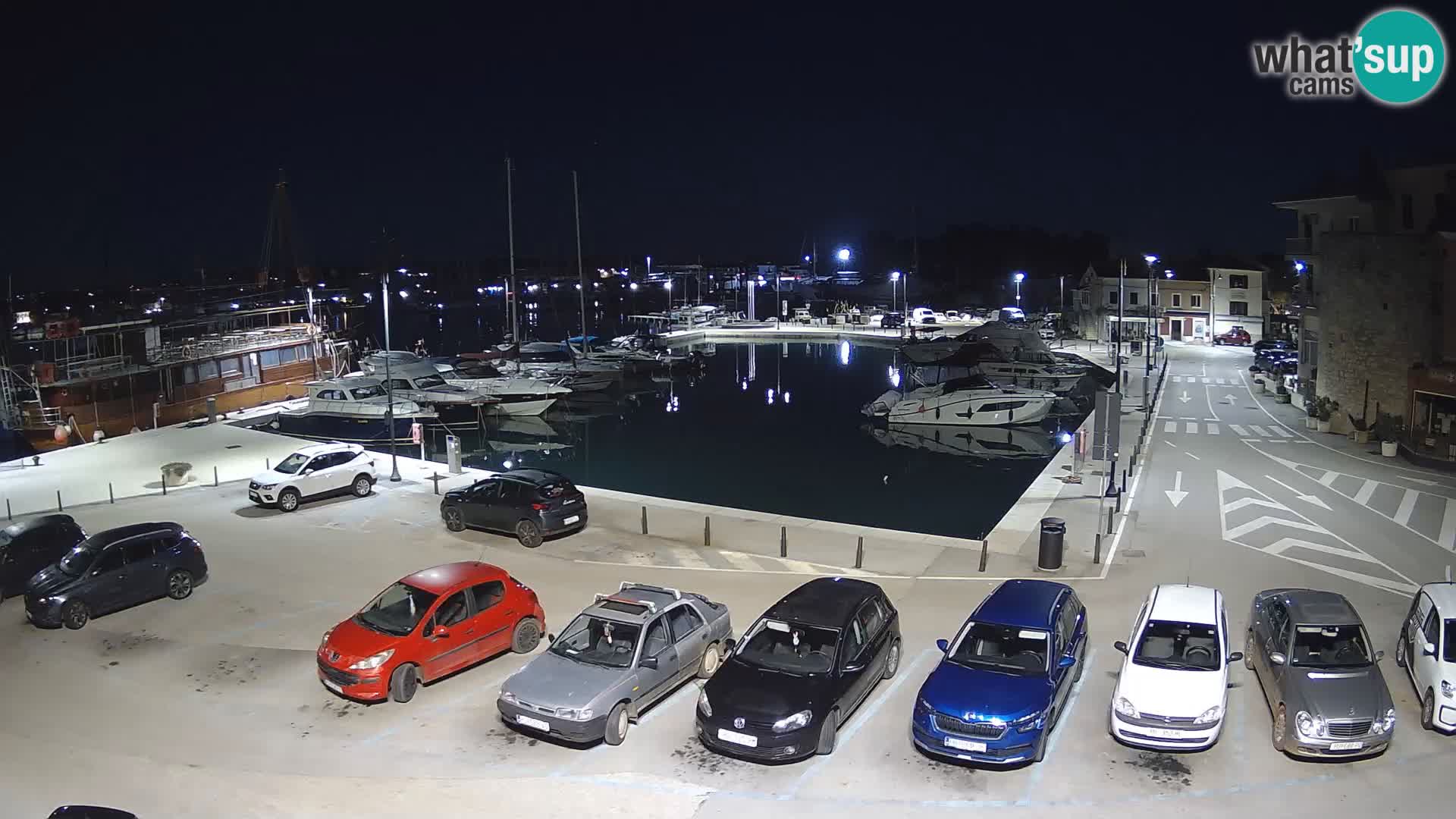 Novigrad | Porporela marina