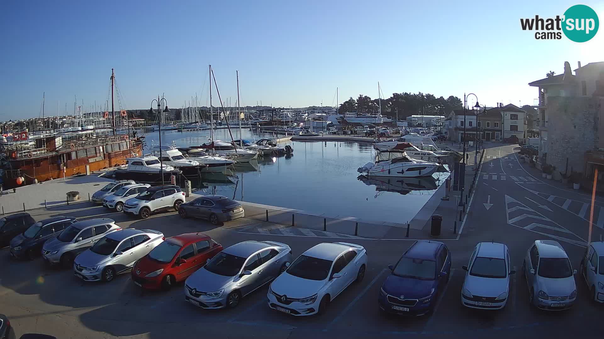 Novigrad | Porporela marina