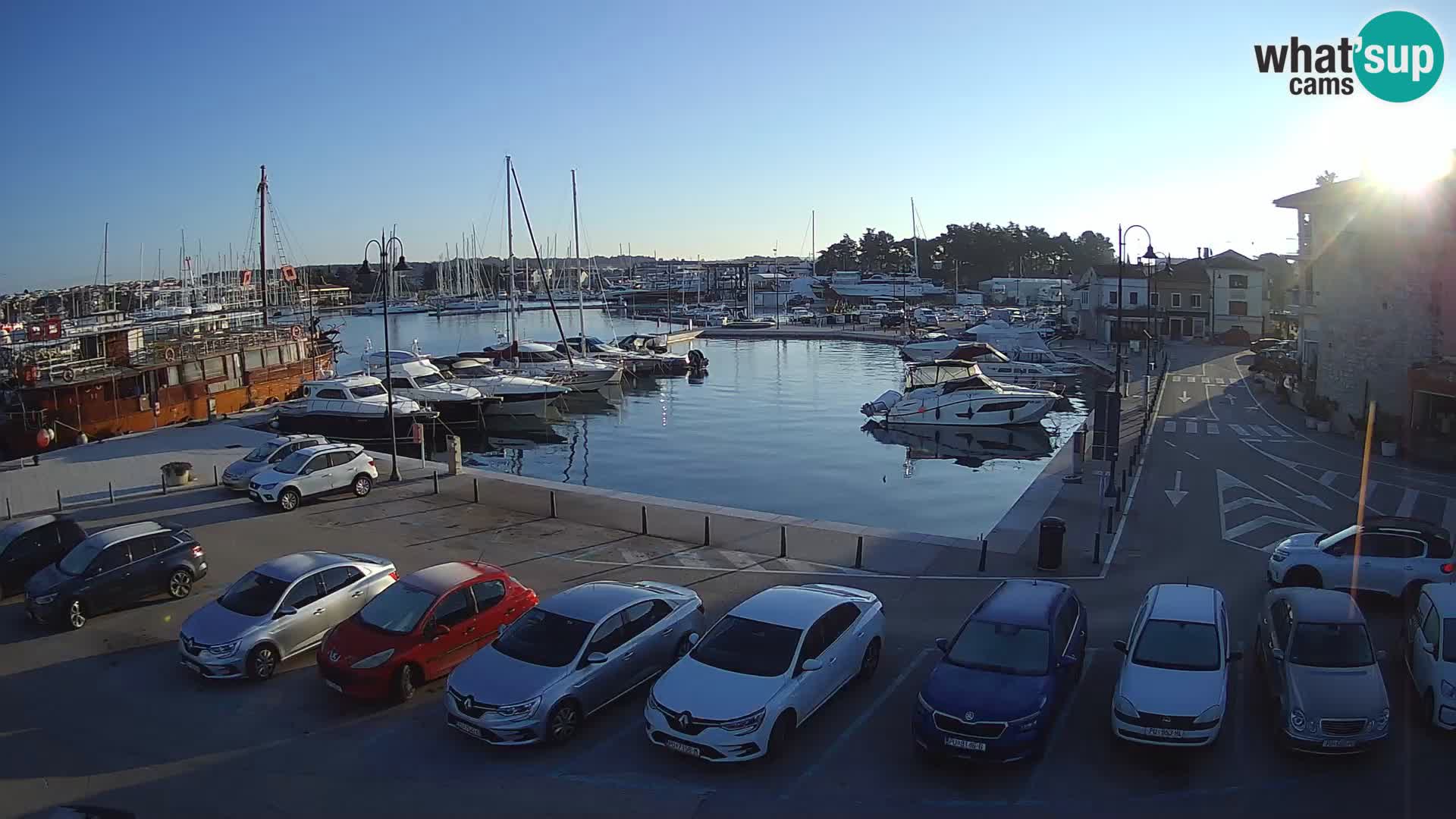 Novigrad | Porporela marina