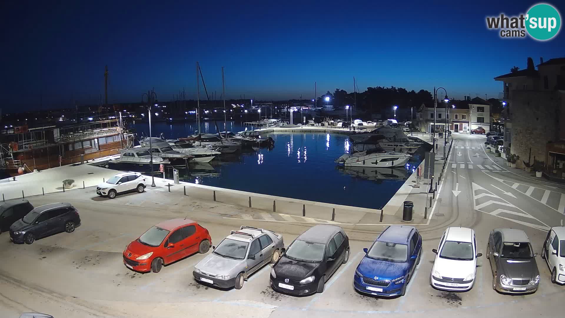 Novigrad | Porporela marina