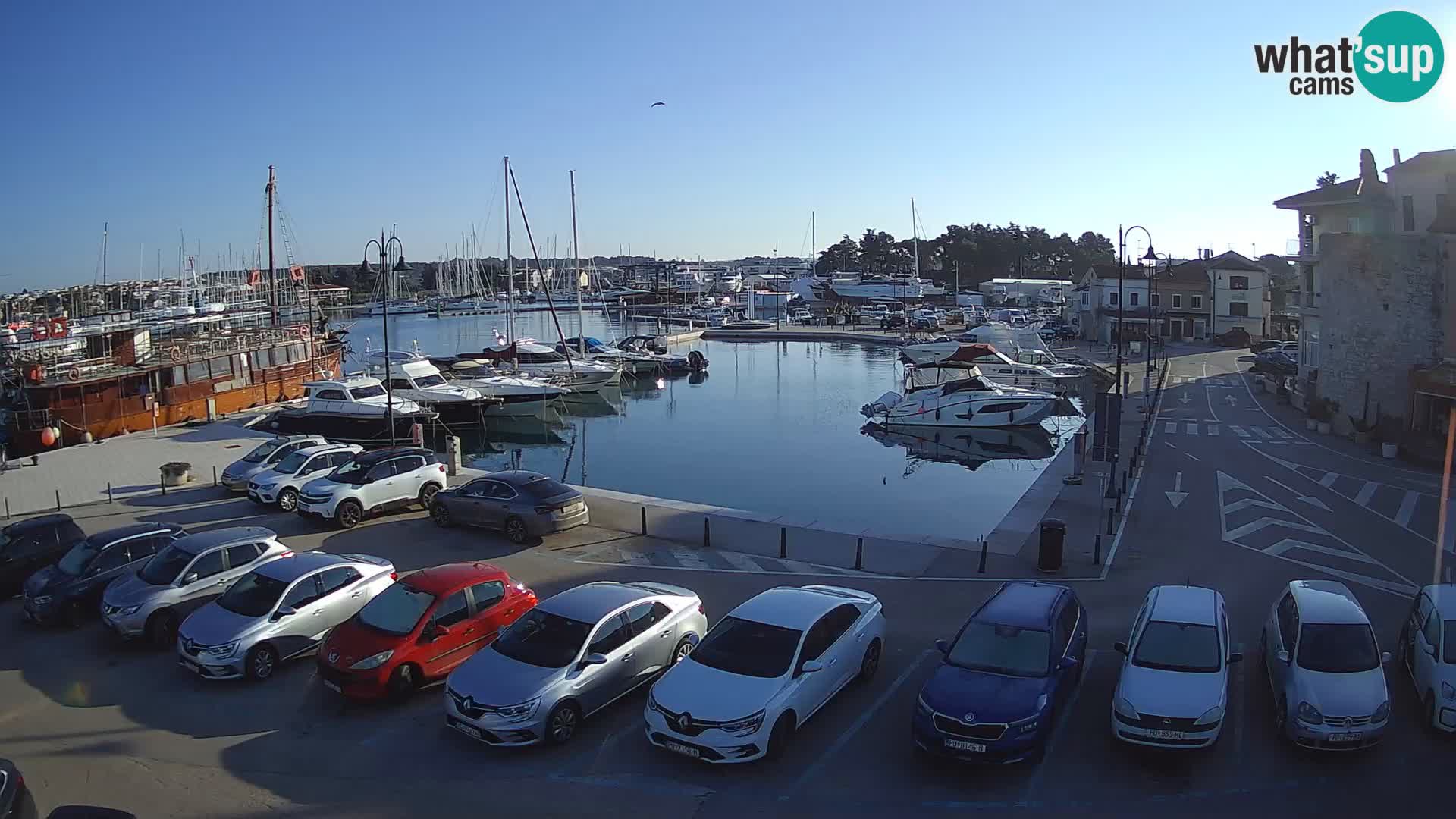 Novigrad | Porporela marina
