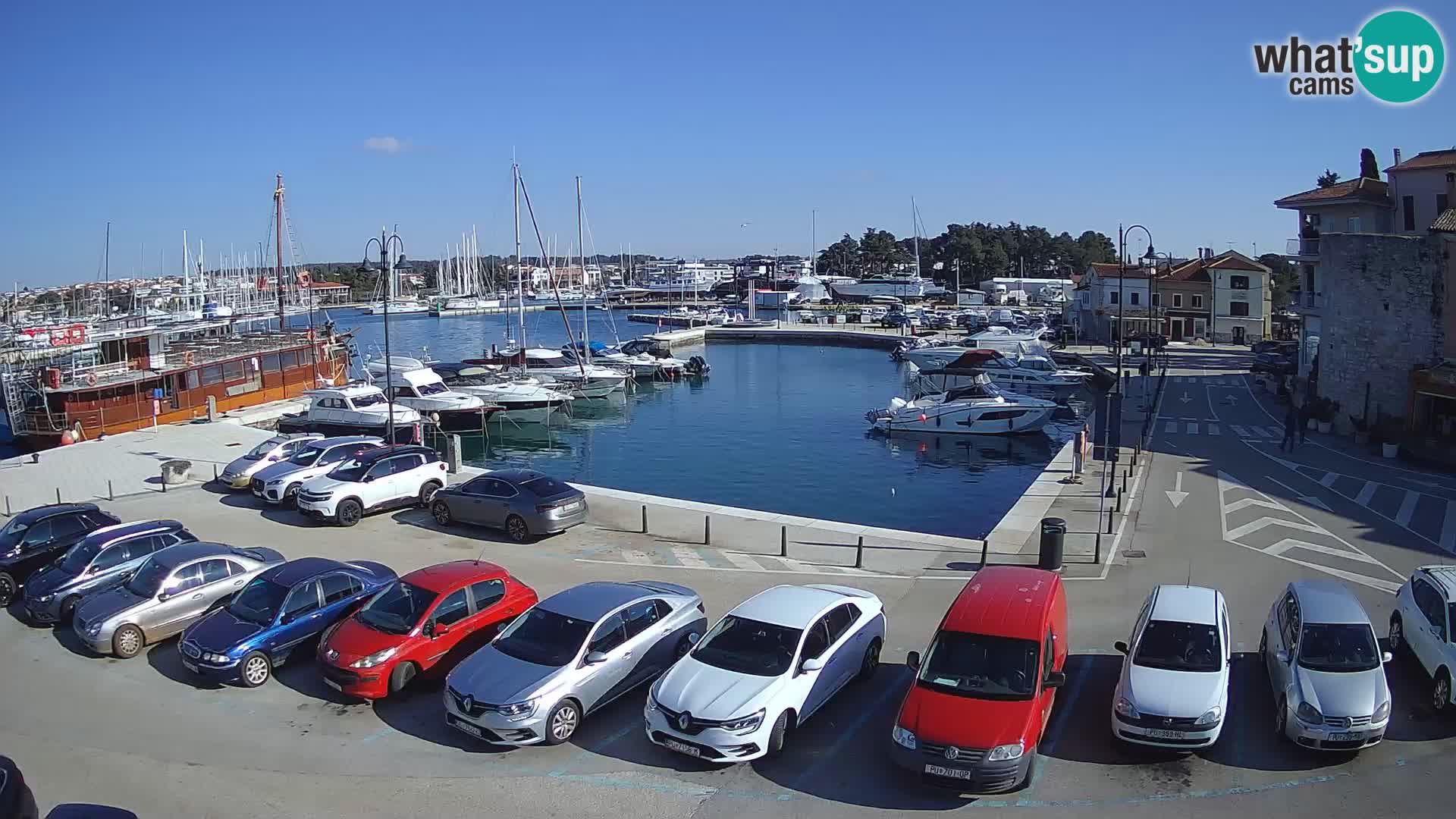 Novigrad | Porporela marina