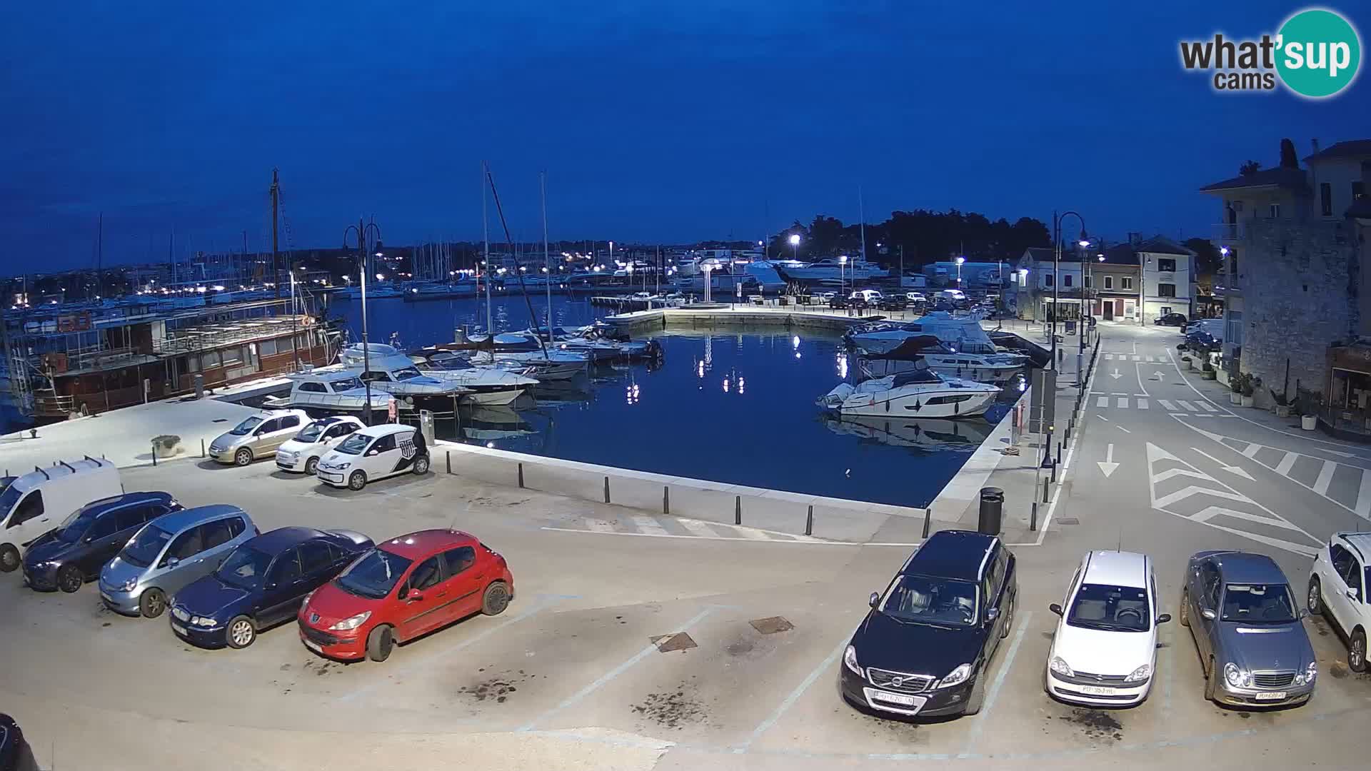 Novigrad | Porporela marina