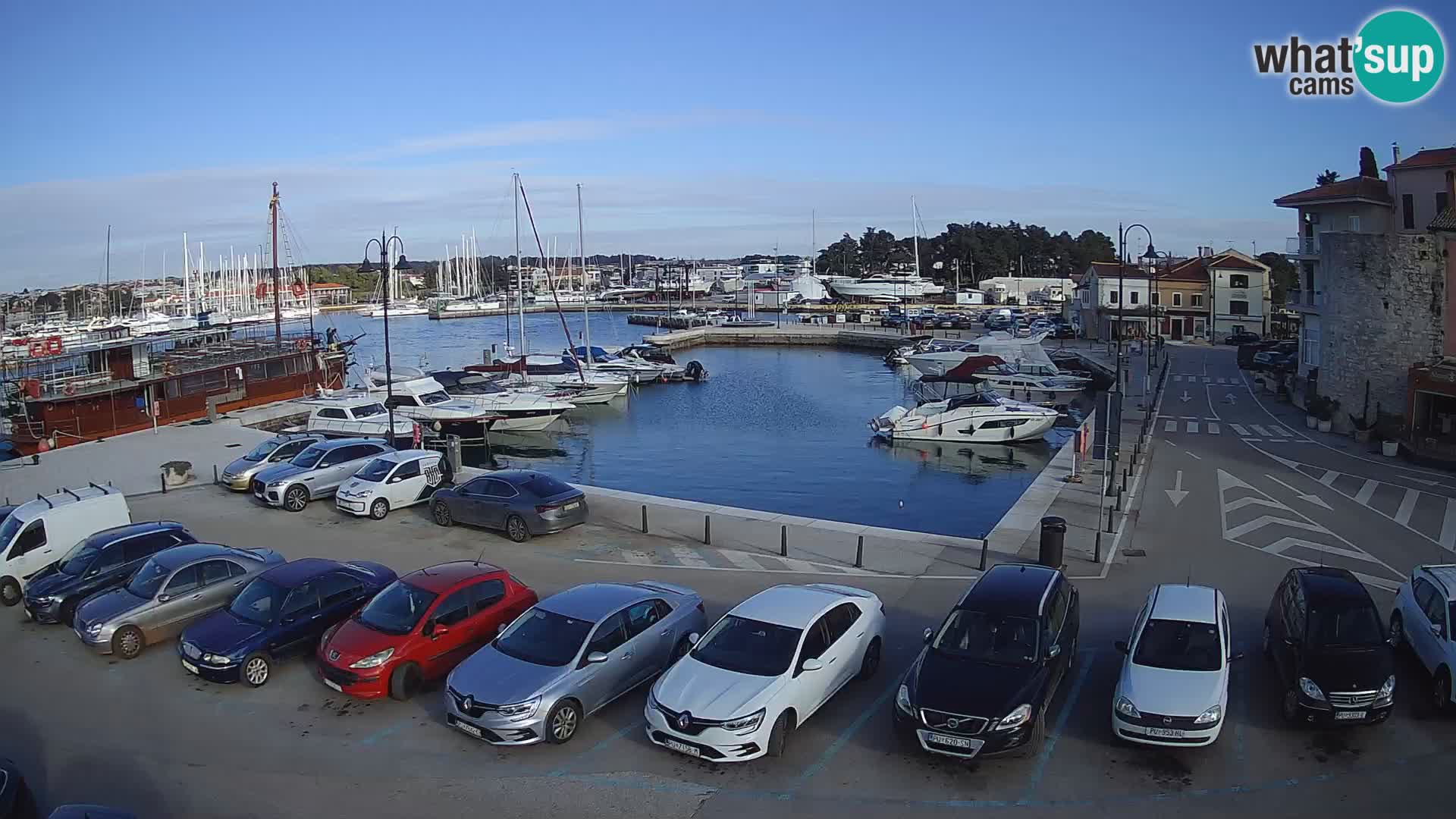 Novigrad | Porporela marina