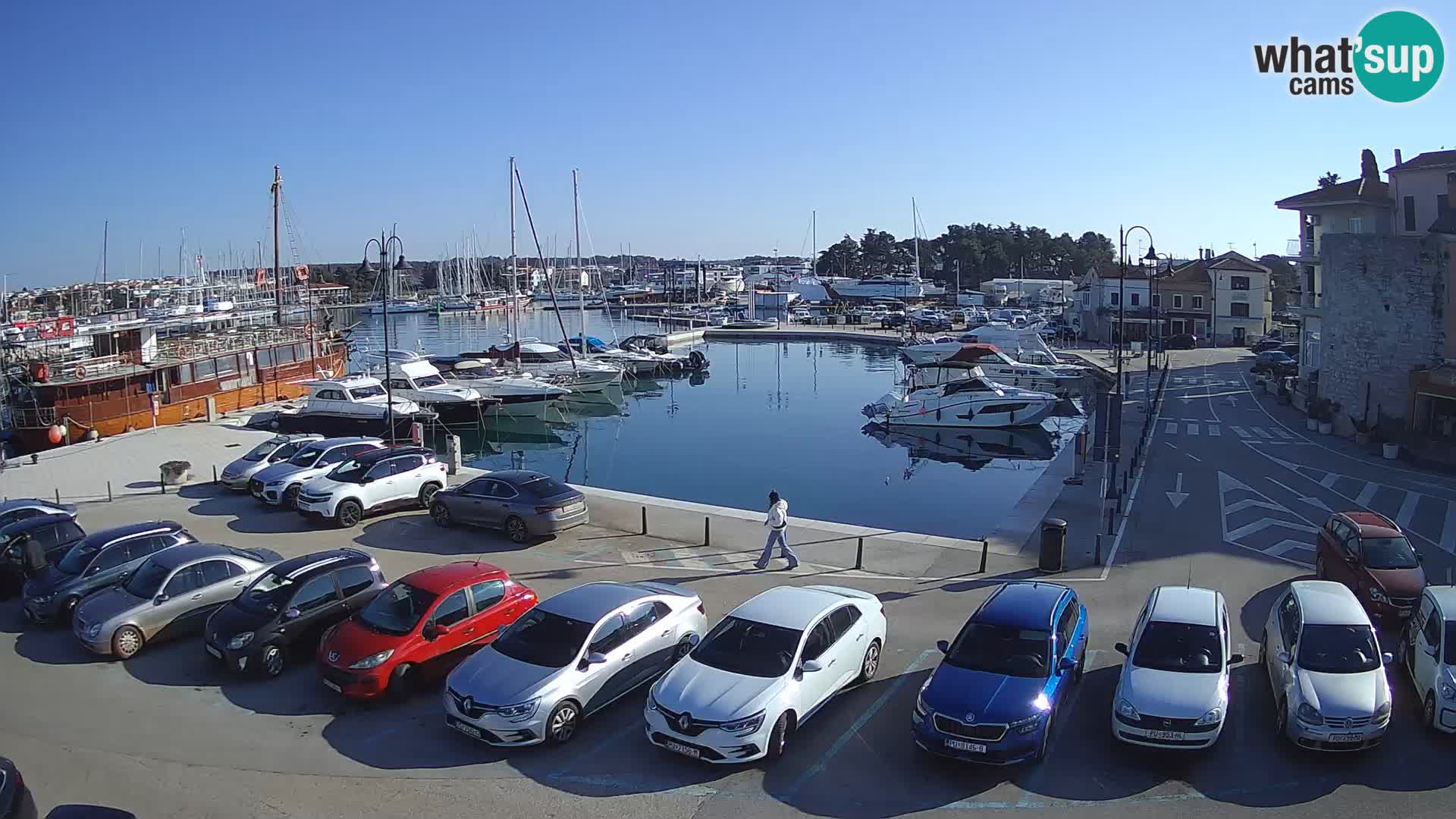 Novigrad | Porporela marina