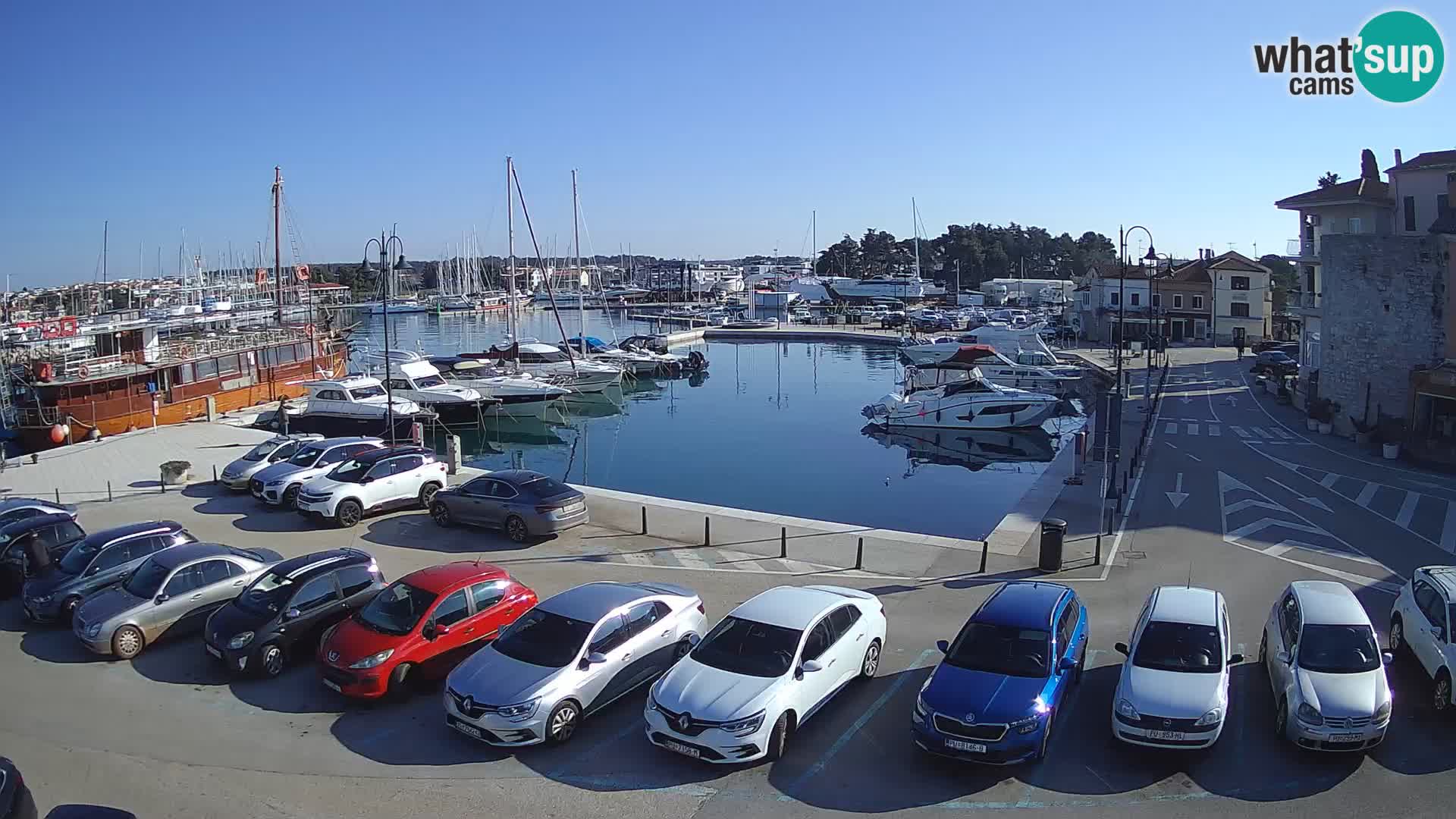 Novigrad | Porporela marina