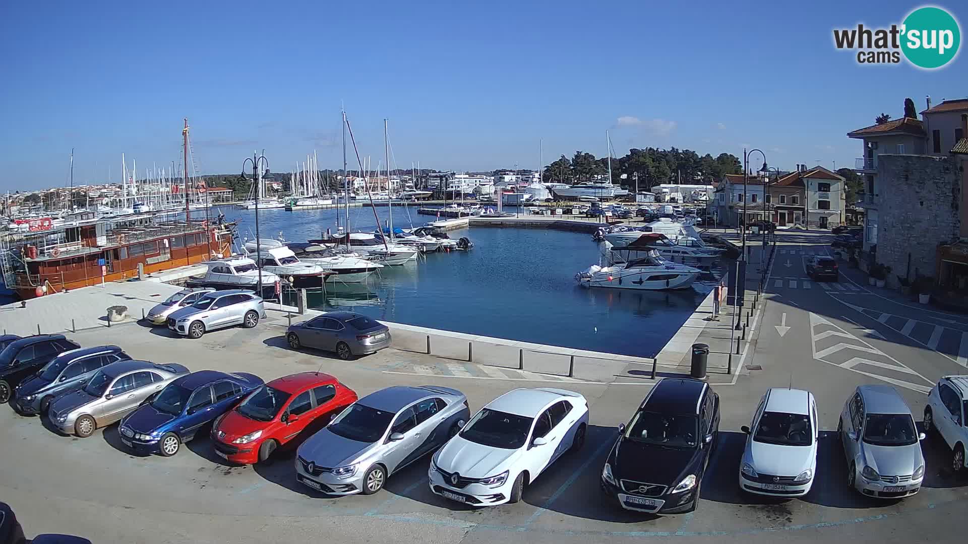 Novigrad | Porporela marina