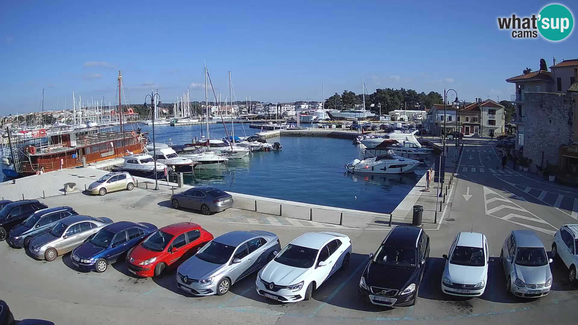 Novigrad | Porporela marina