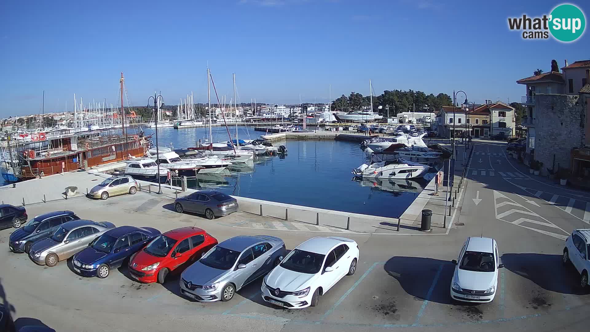 Novigrad | Porporela marina