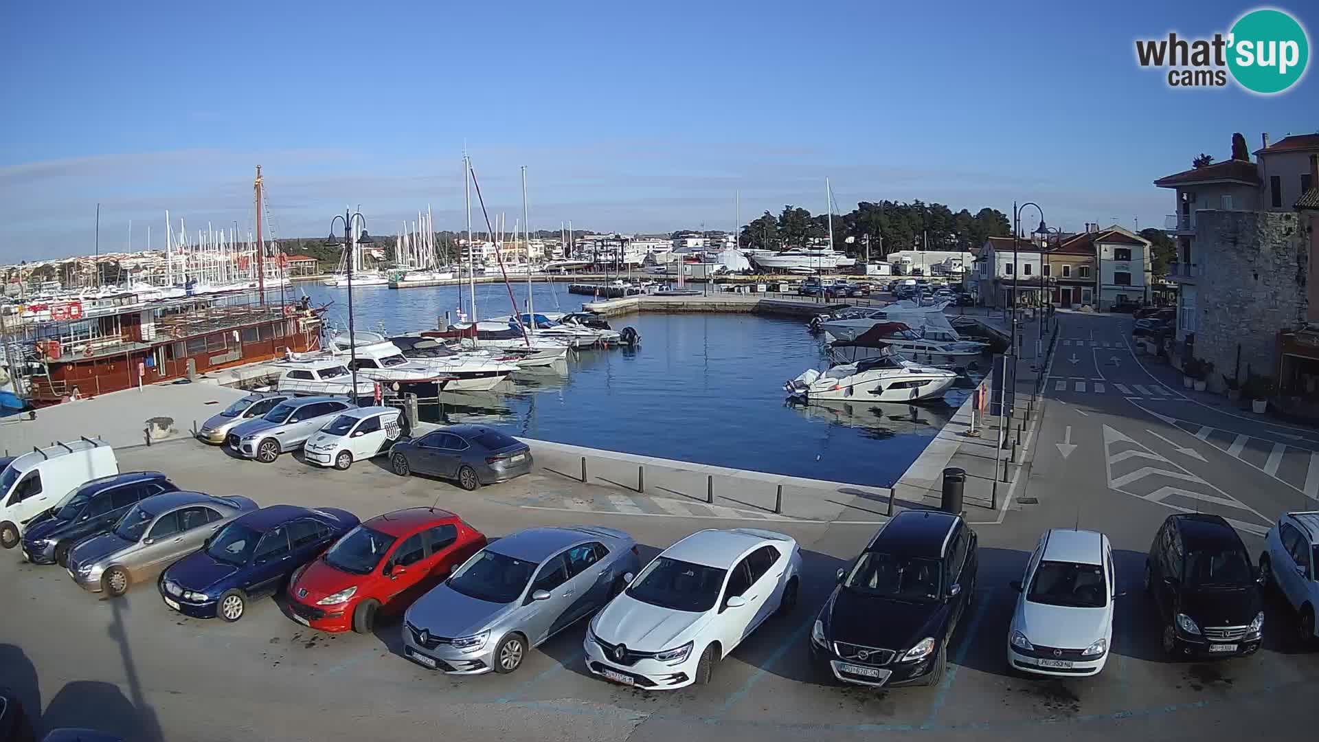 Novigrad | Porporela marina