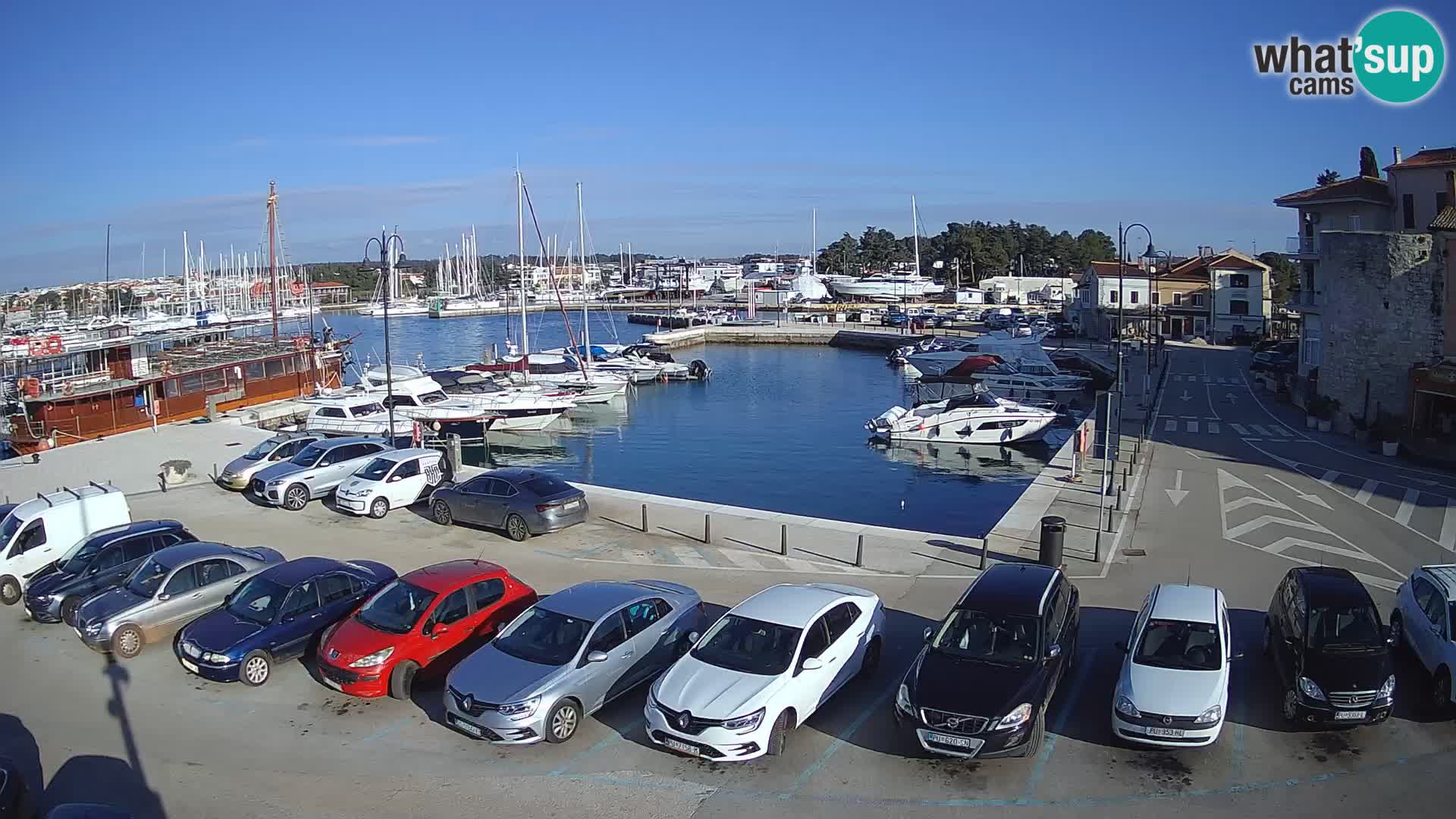 Novigrad | Porporela marina