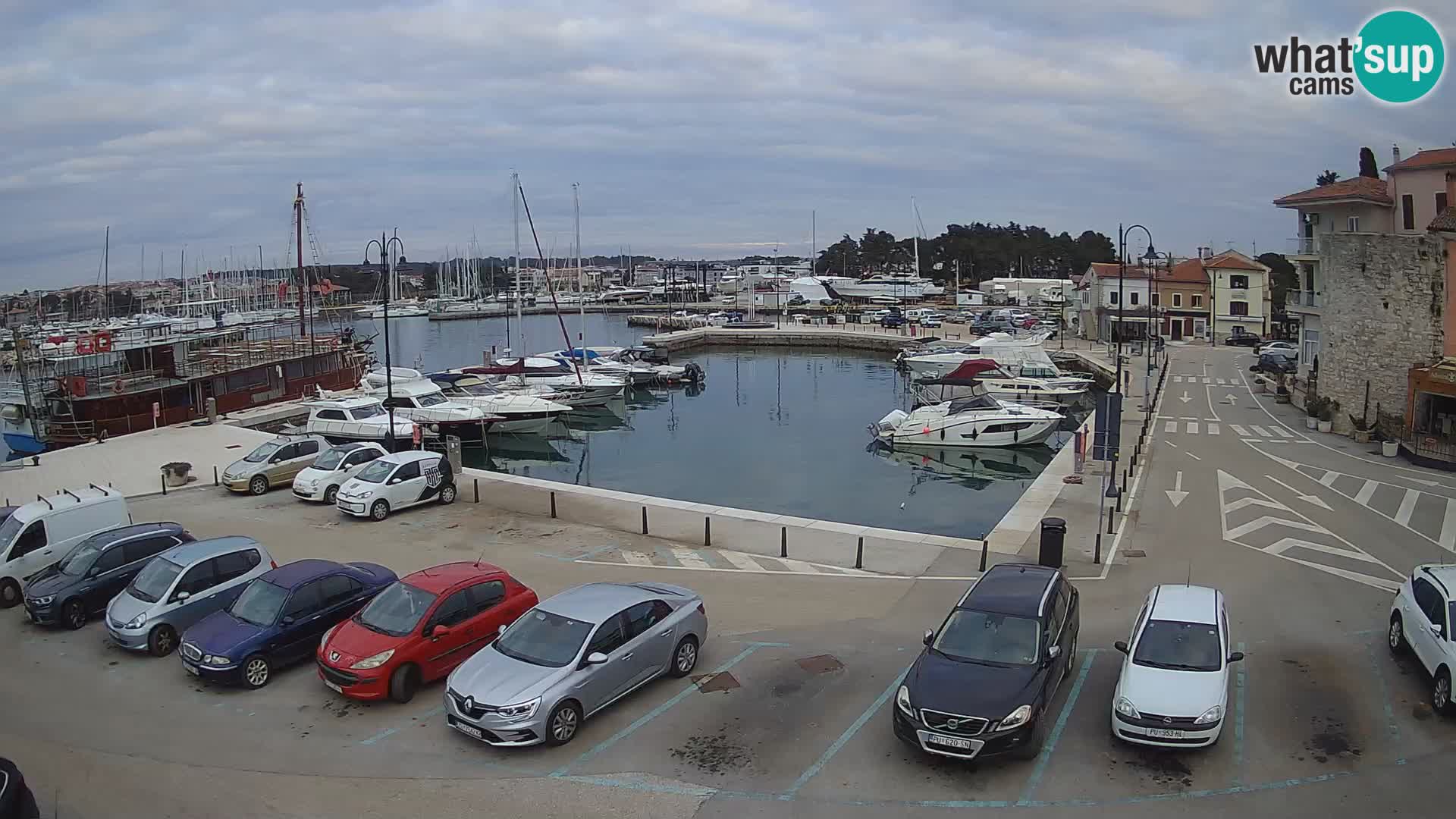 Novigrad | Porporela marina