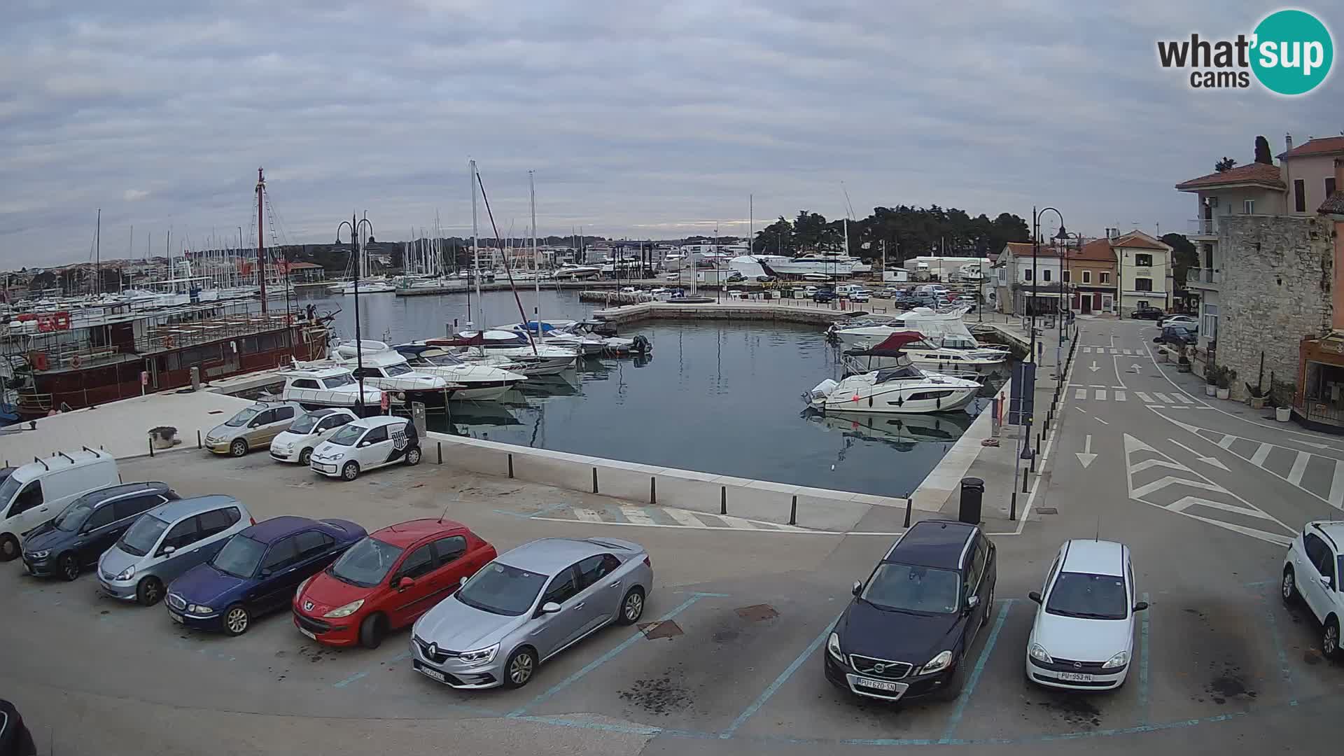 Novigrad | Porporela marina