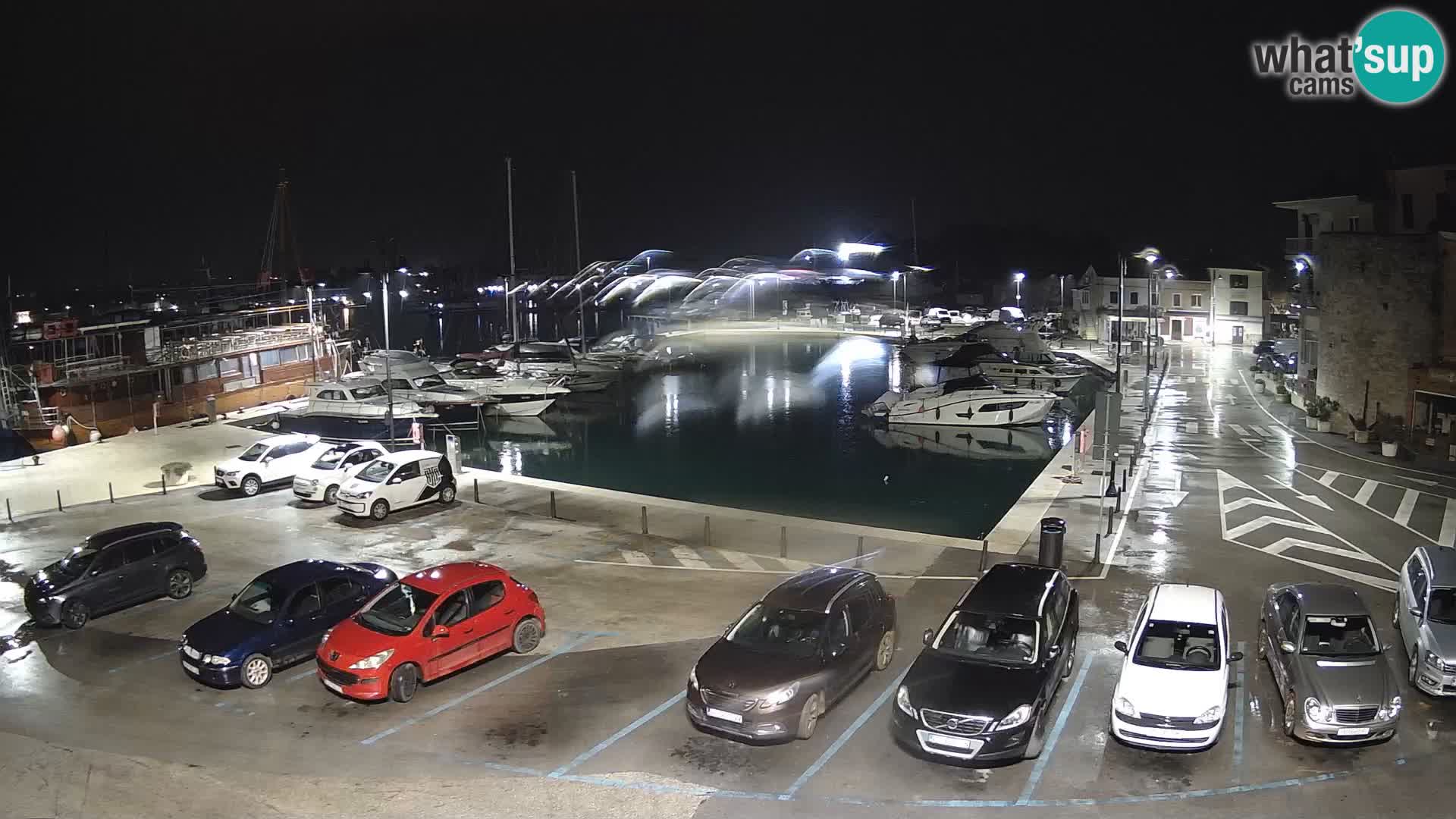 Novigrad | Porporela marina