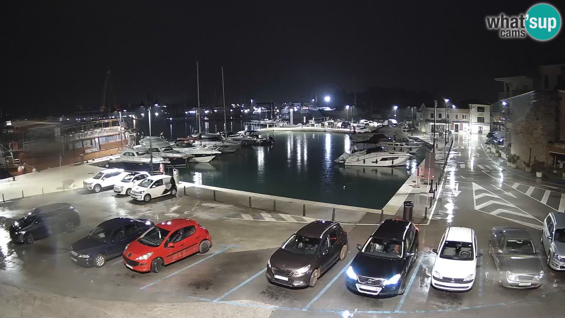 Novigrad | Porporela marina