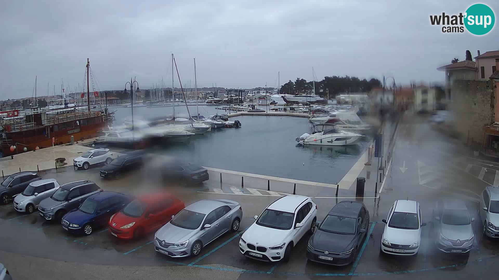 Novigrad | Porporela marina