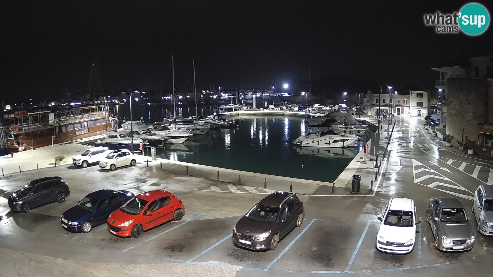 Novigrad | Porporela marina