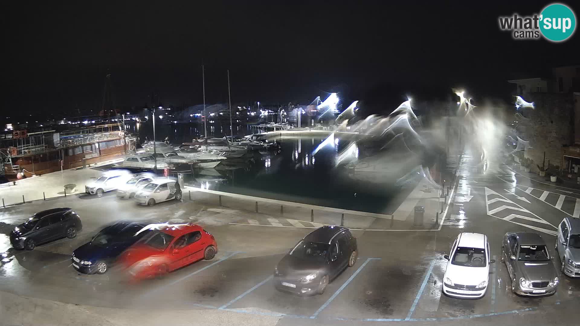 Novigrad | Porporela marina