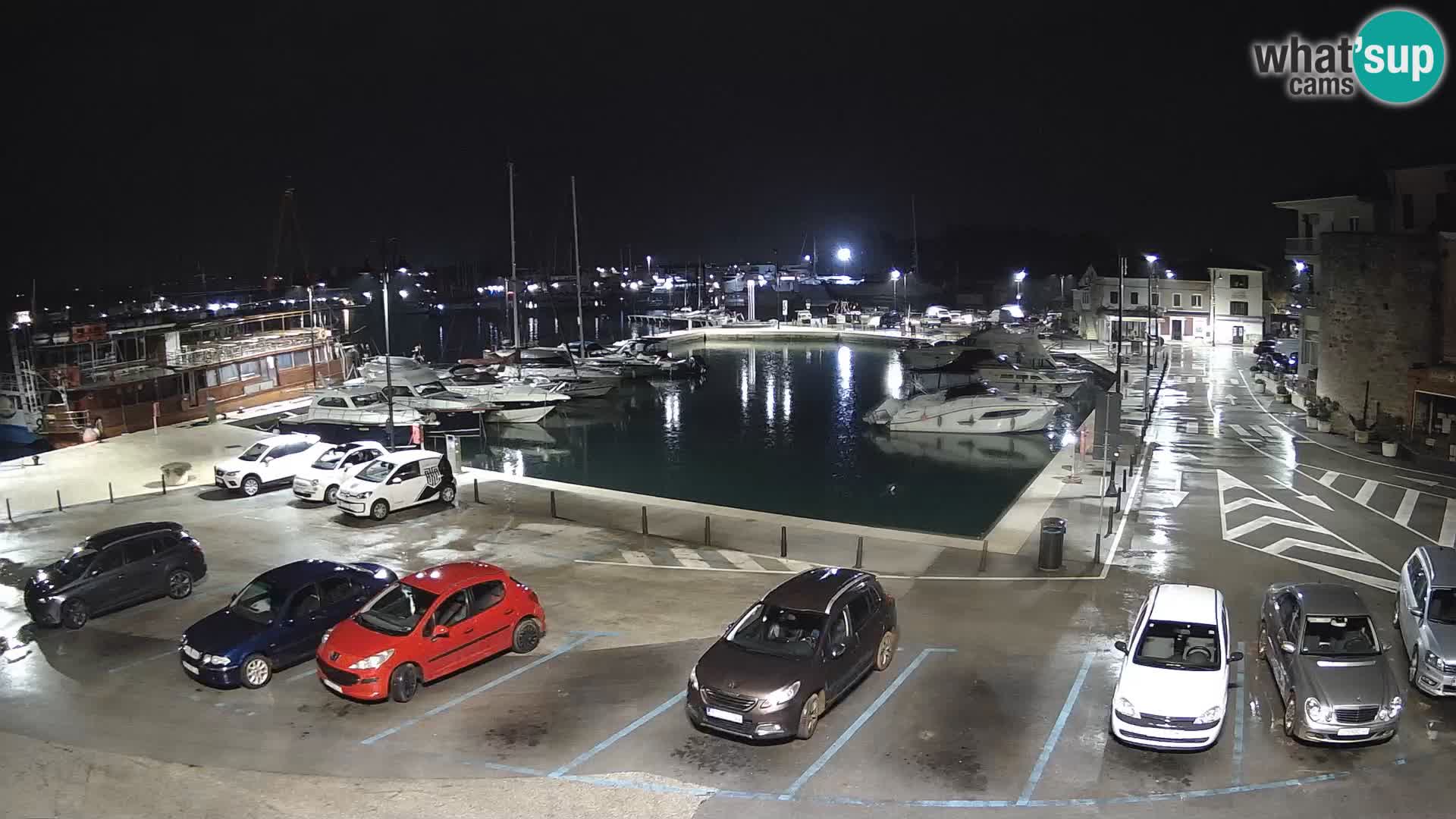 Novigrad | Porporela marina