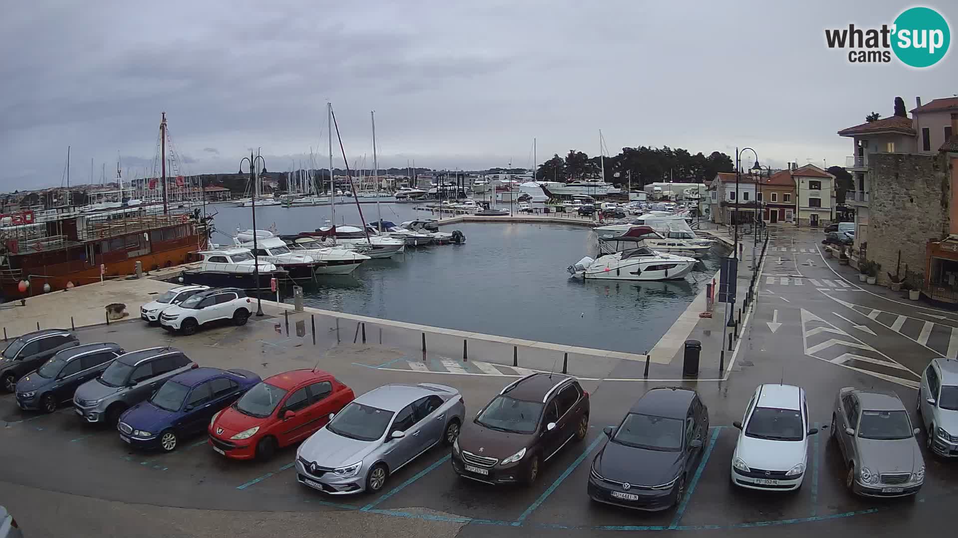 Novigrad | Porporela marina