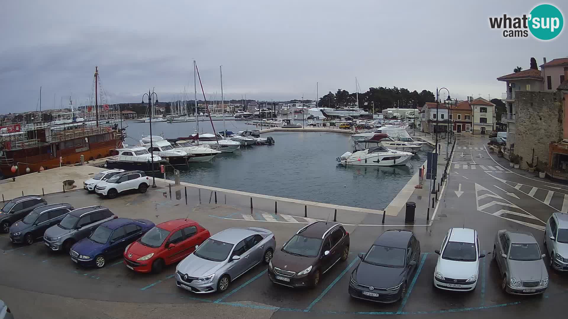 Novigrad | Porporela marina