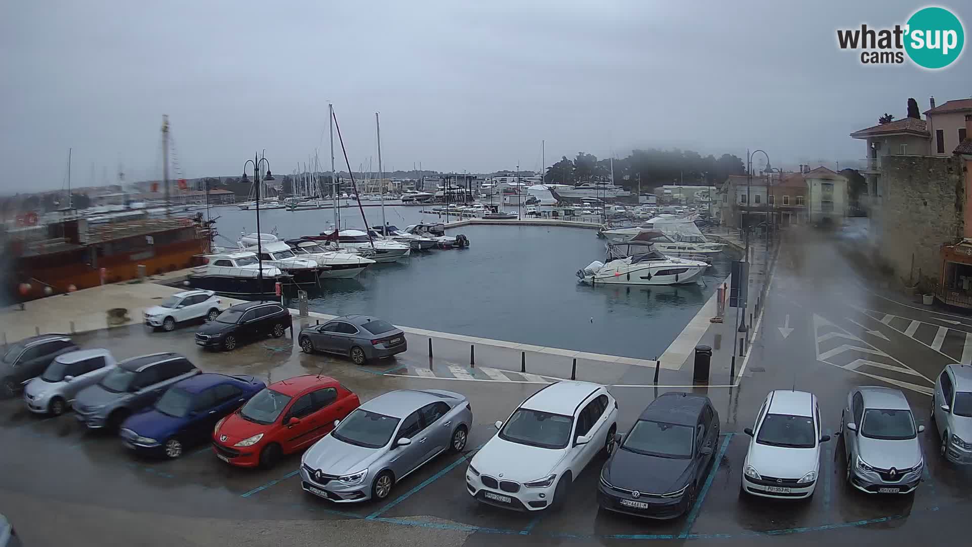 Novigrad | Porporela marina