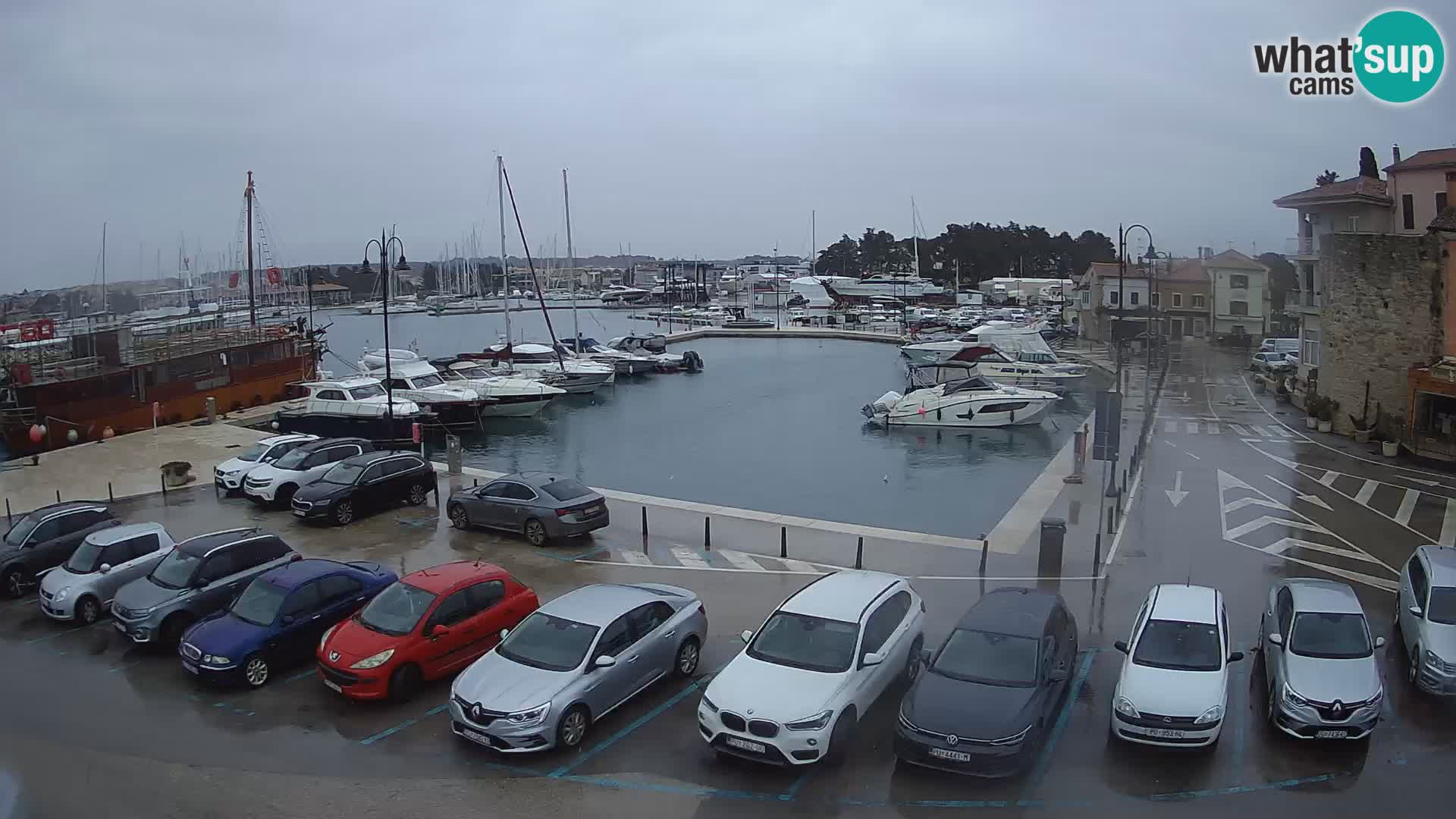 Novigrad | Porporela marina