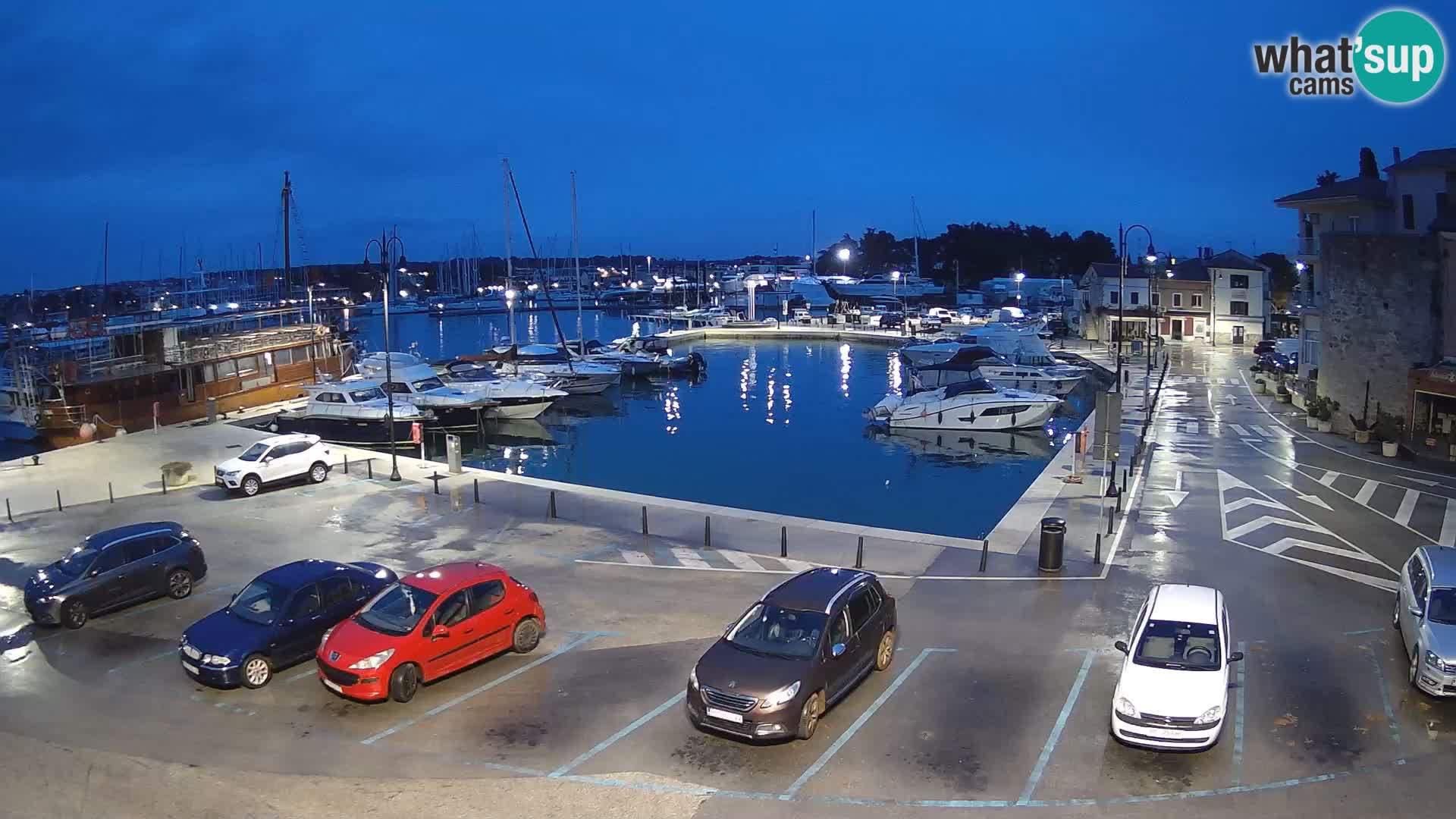 Novigrad | Porporela marina