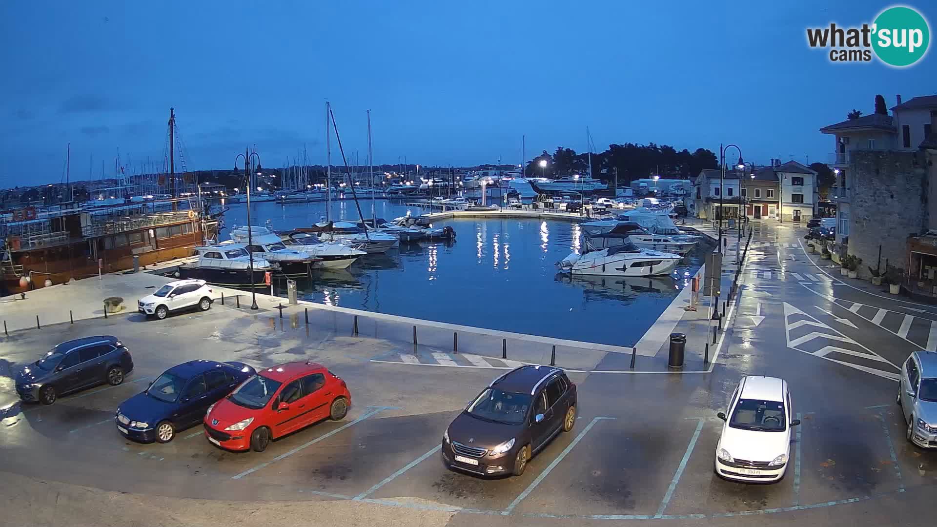 Novigrad | Porporela marina