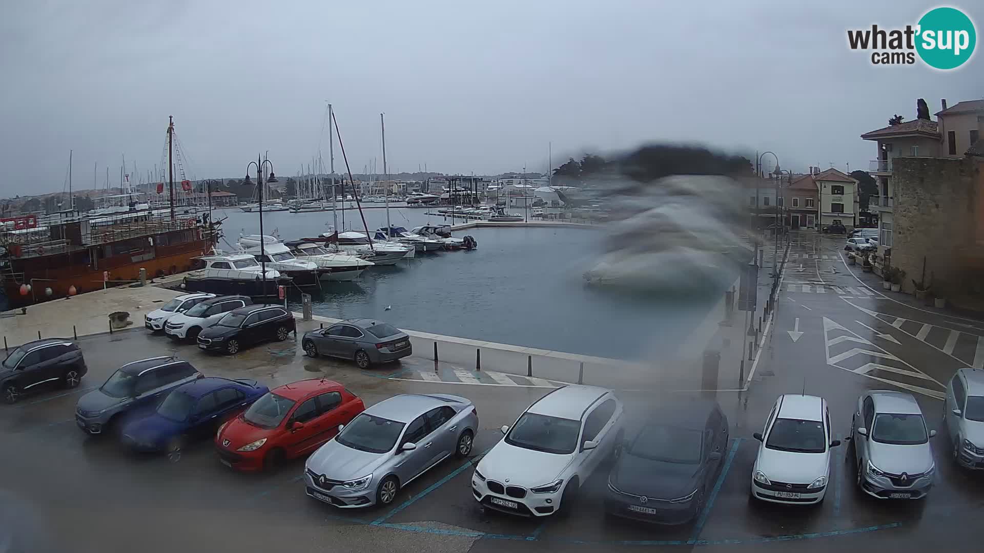 Novigrad | Porporela marina