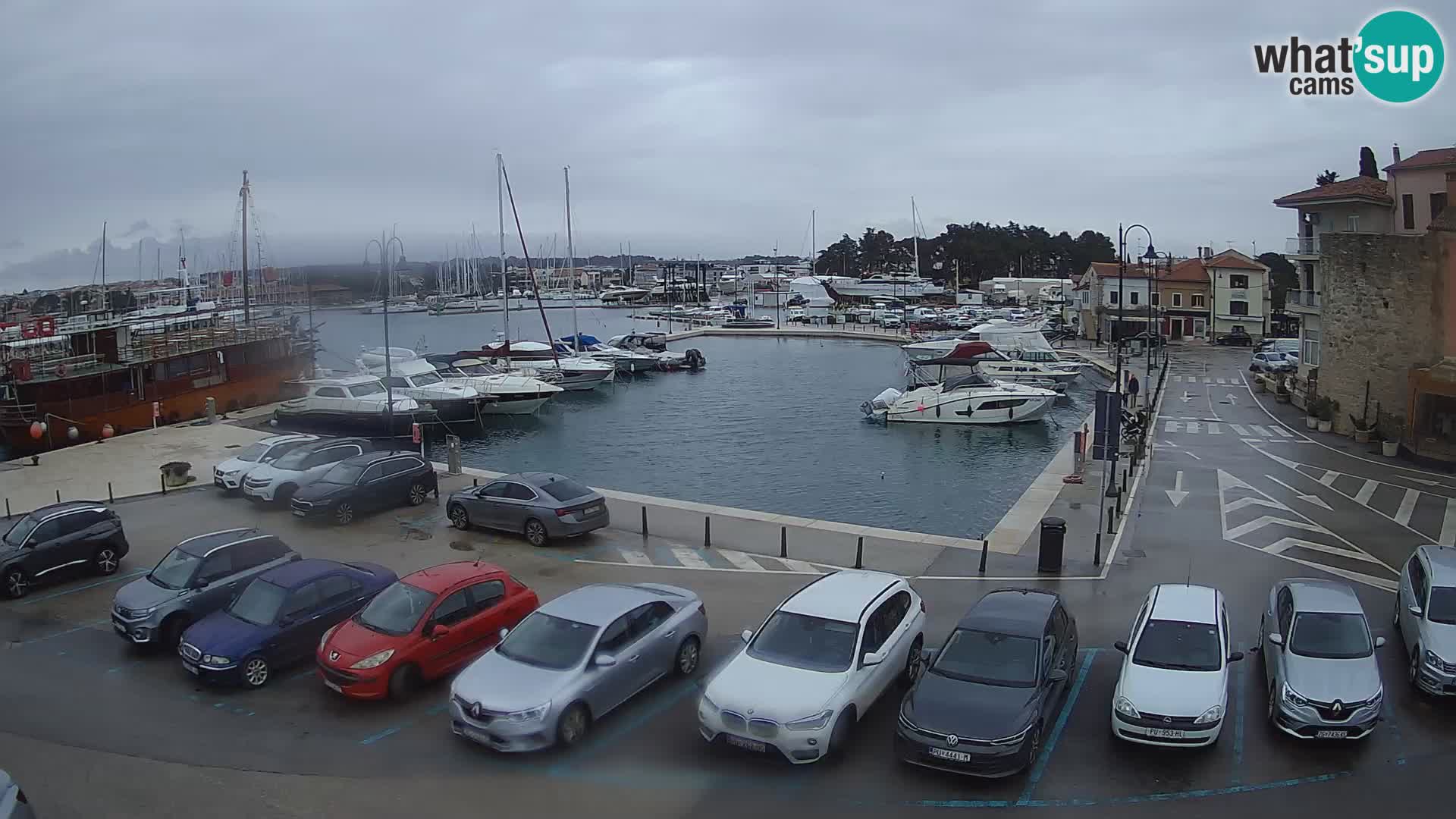 Novigrad | Porporela marina