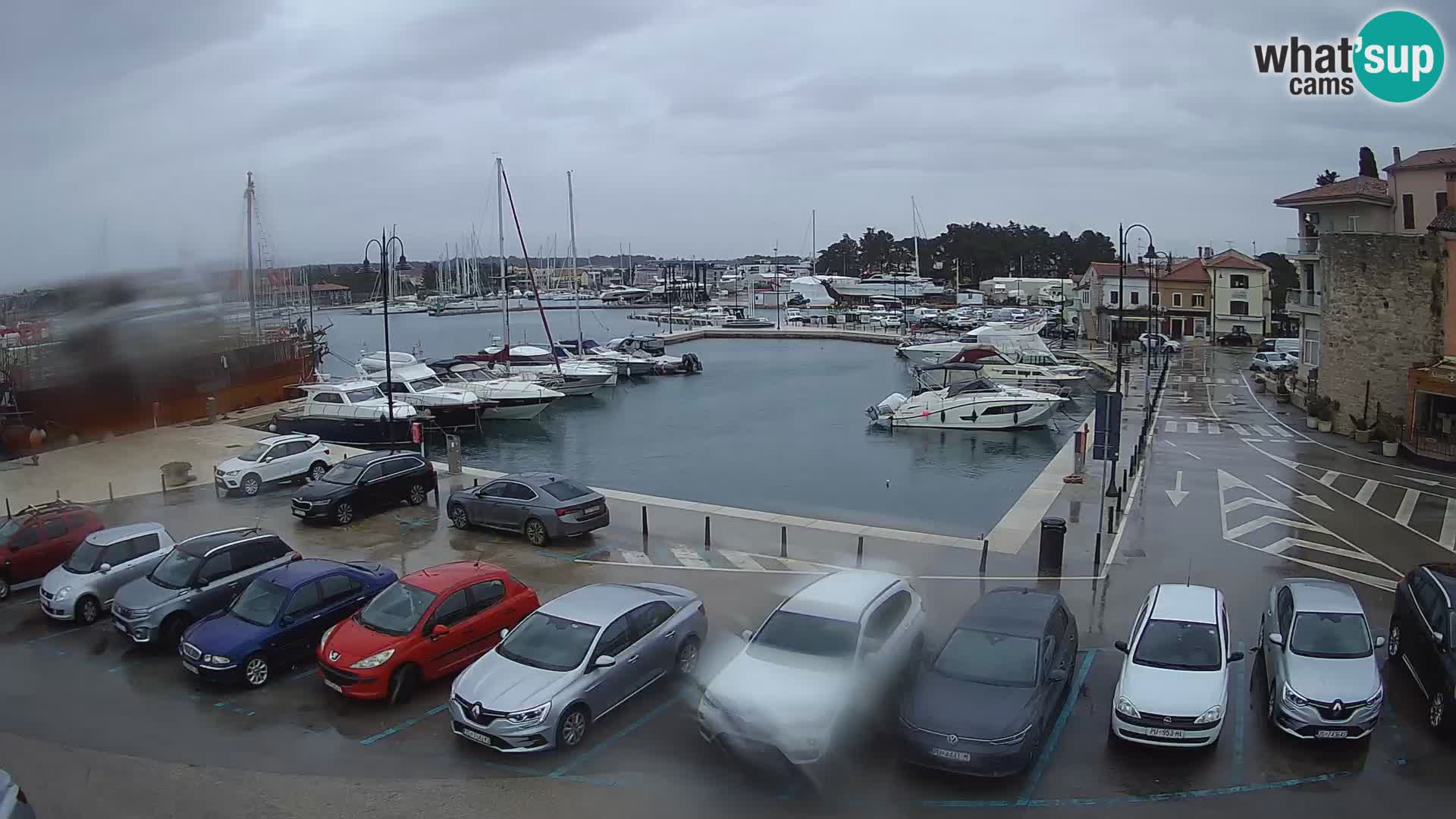 Novigrad | Porporela marina