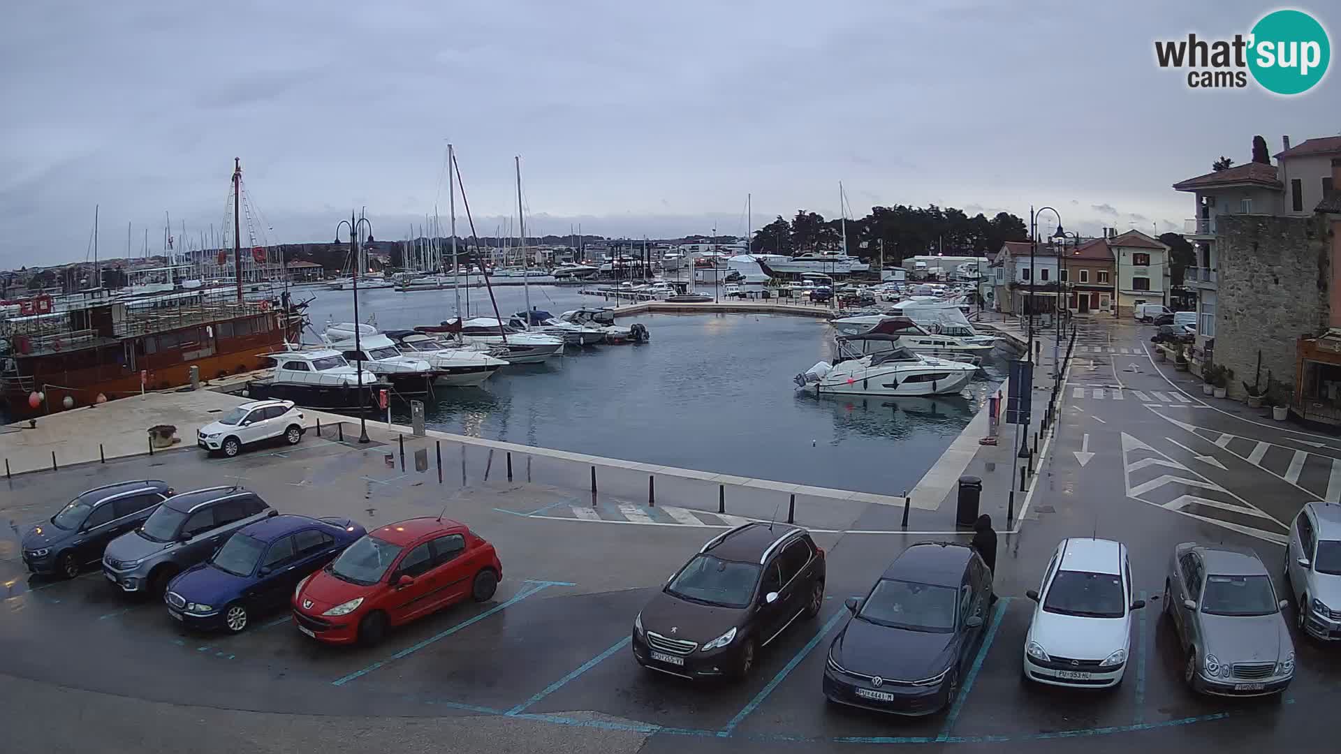 Novigrad | Porporela marina