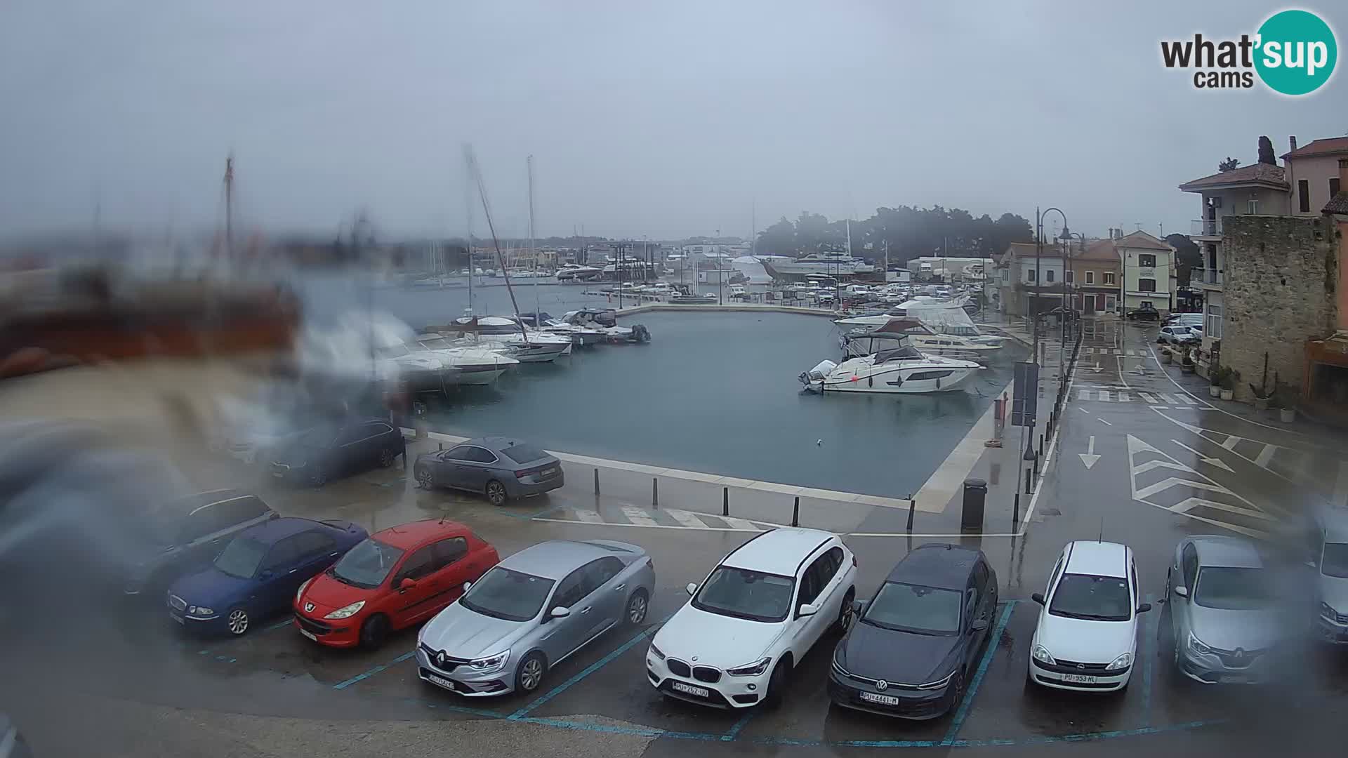 Novigrad | Porporela marina