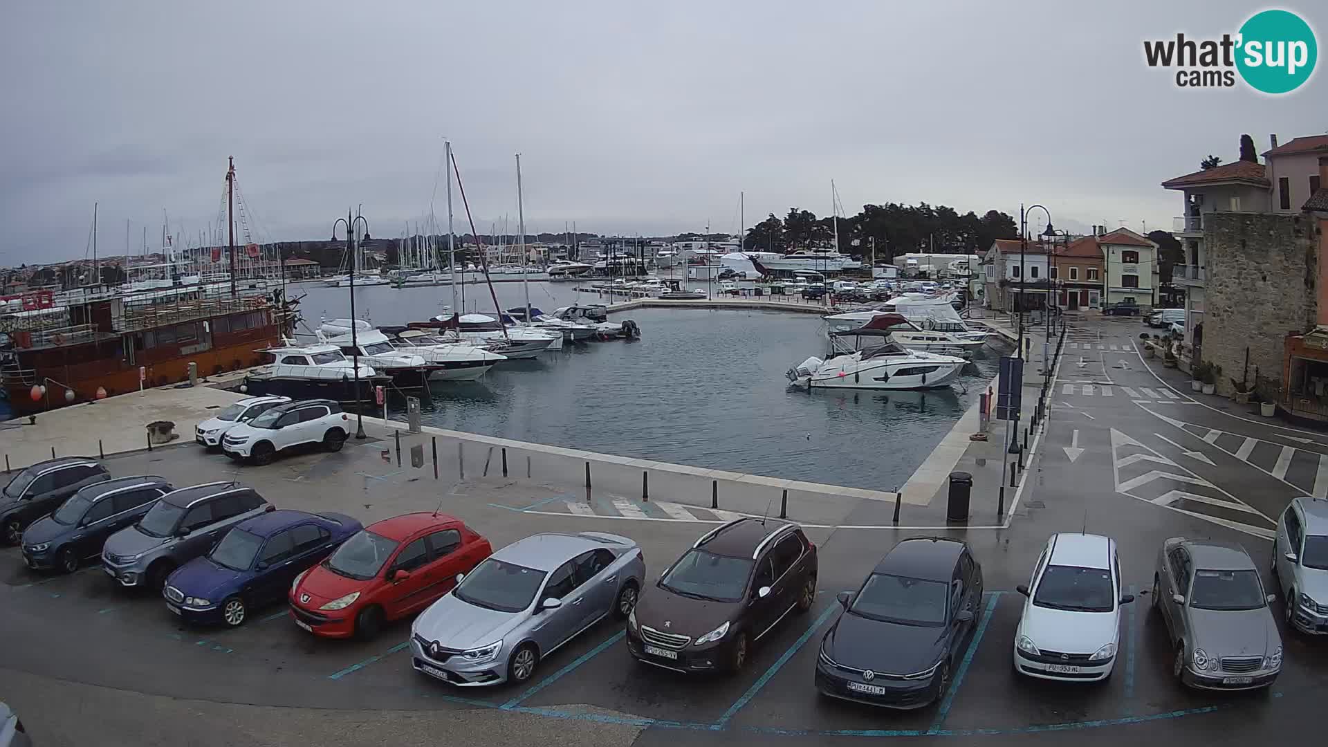 Novigrad | Porporela marina