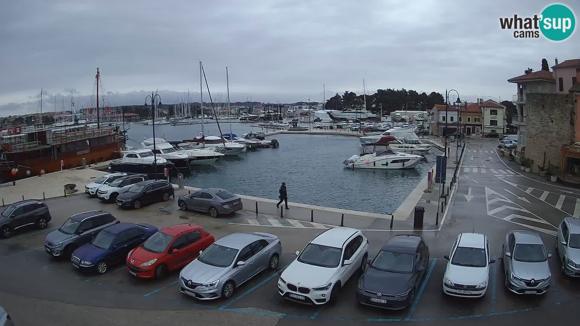 Novigrad | Porporela marina