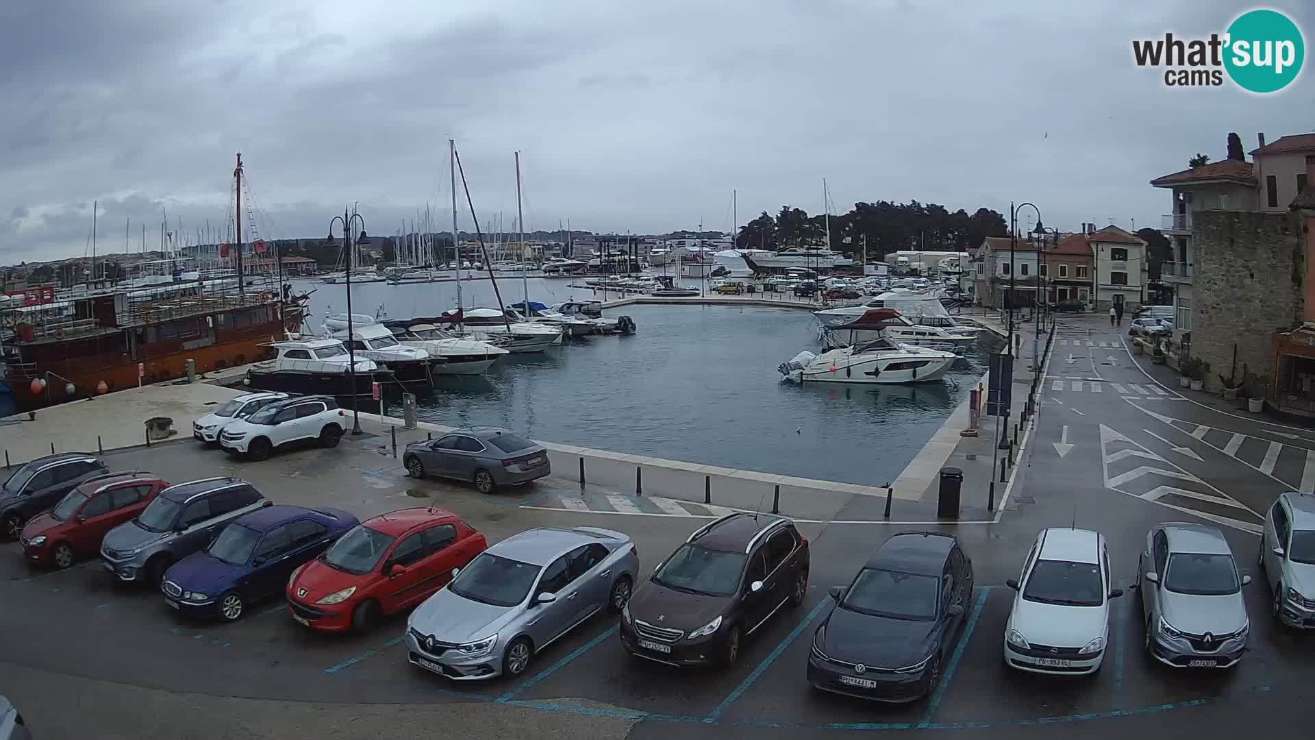 Novigrad | Porporela marina