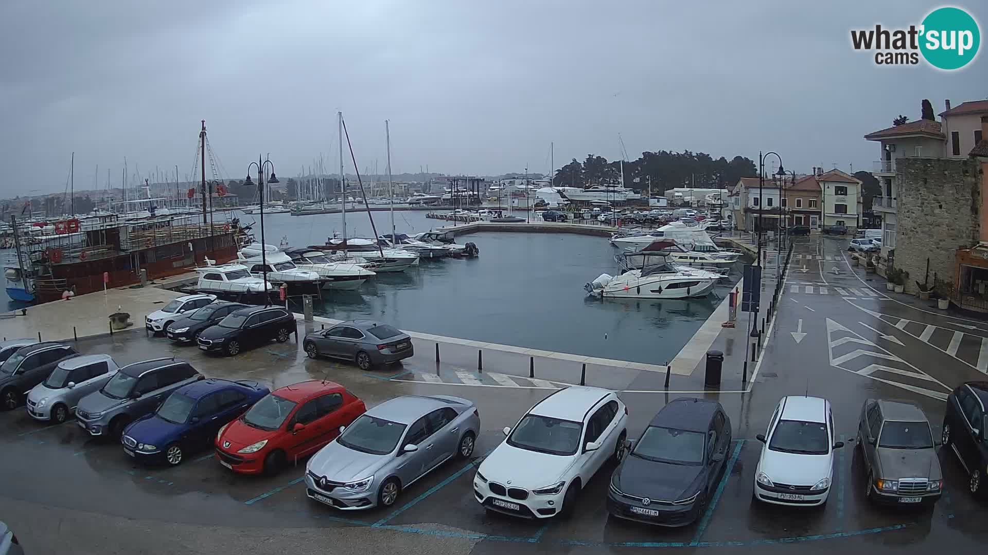 Novigrad | Porporela marina