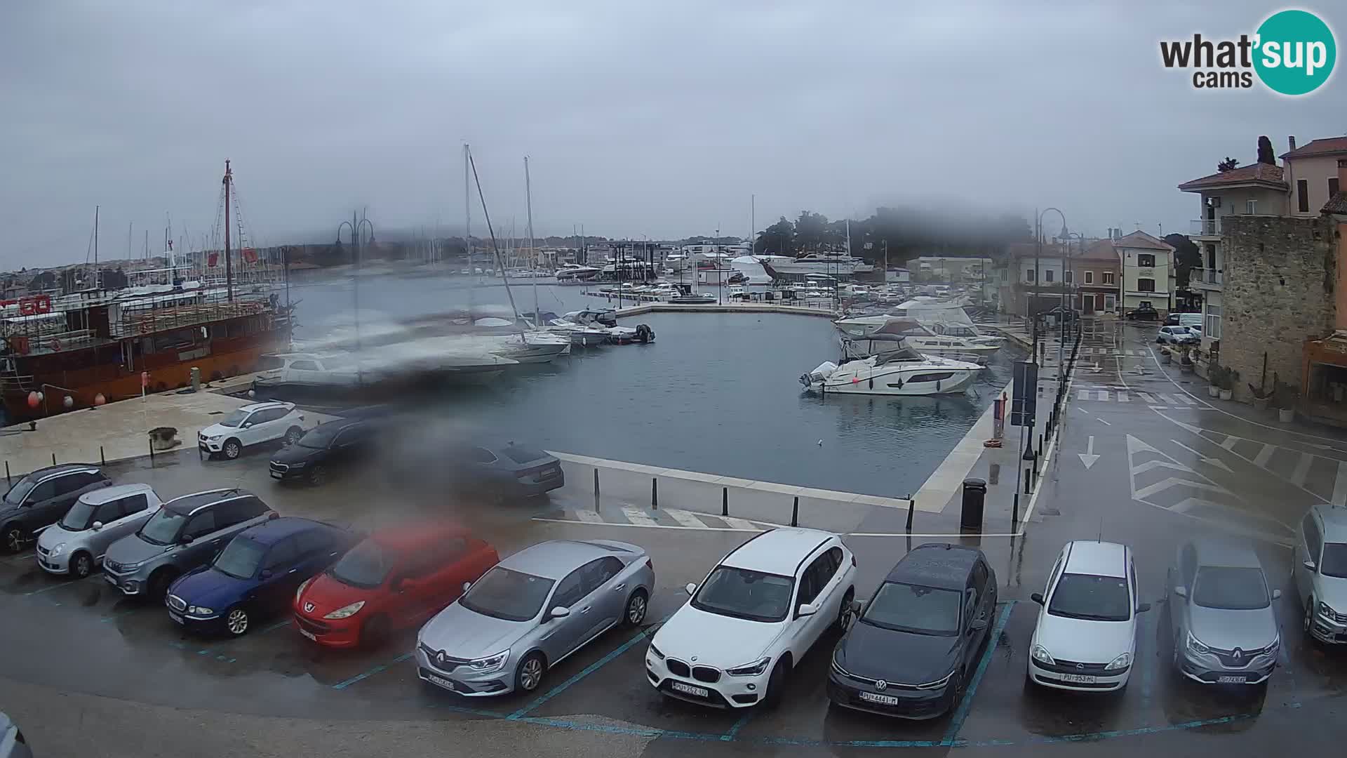 Novigrad | Porporela marina