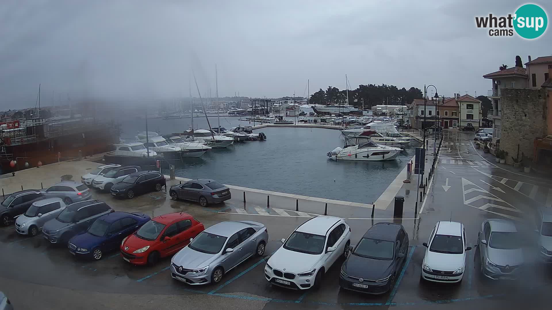 Novigrad | Porporela marina