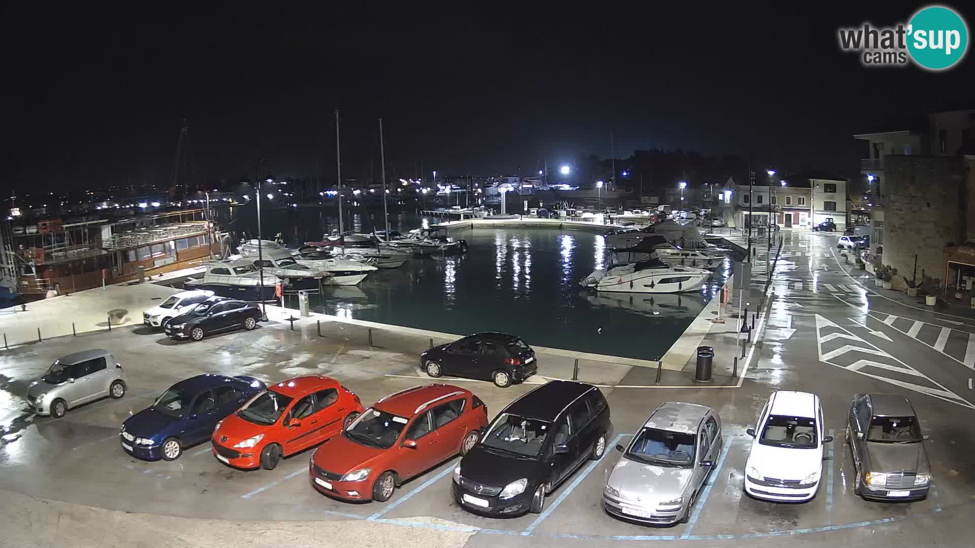 Novigrad | Porporela marina